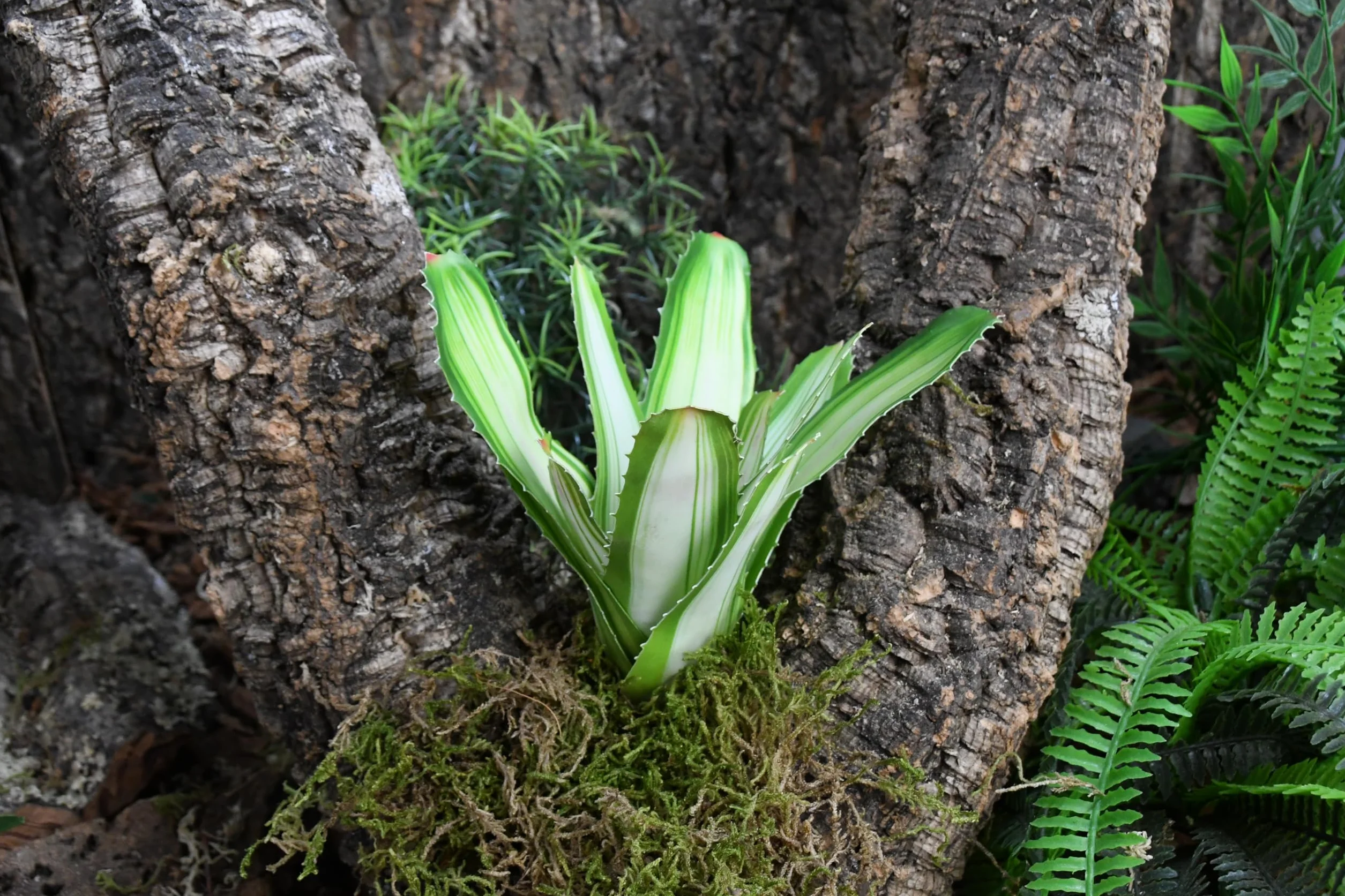 Lucky Reptile Scape it Easy Neoregelia Bromélia, plante décorative pour terrarium Blanc env. 20 cm