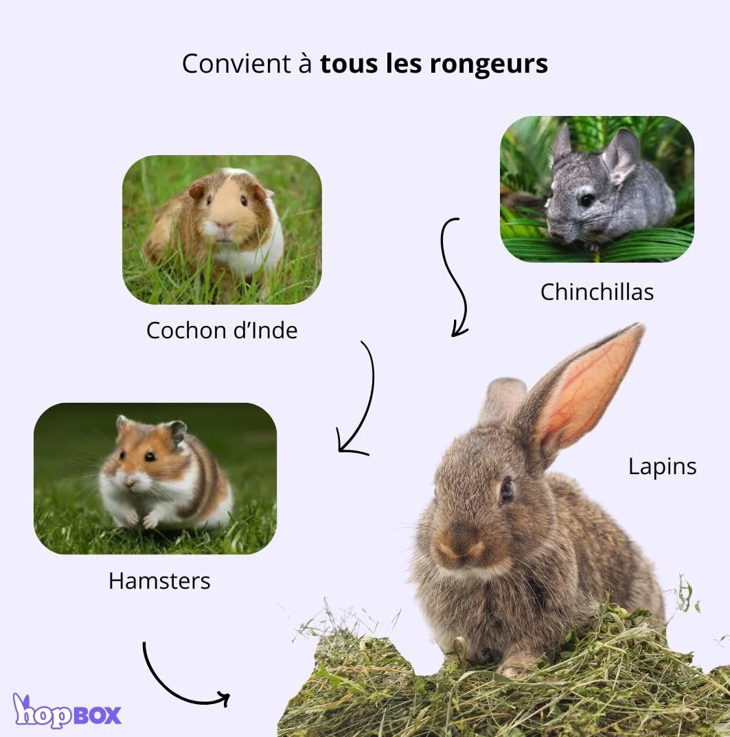 Foin de Prairie Premium pour Lapin & Cochon d’Inde 100% Naturel Longs Brins 5 Kg