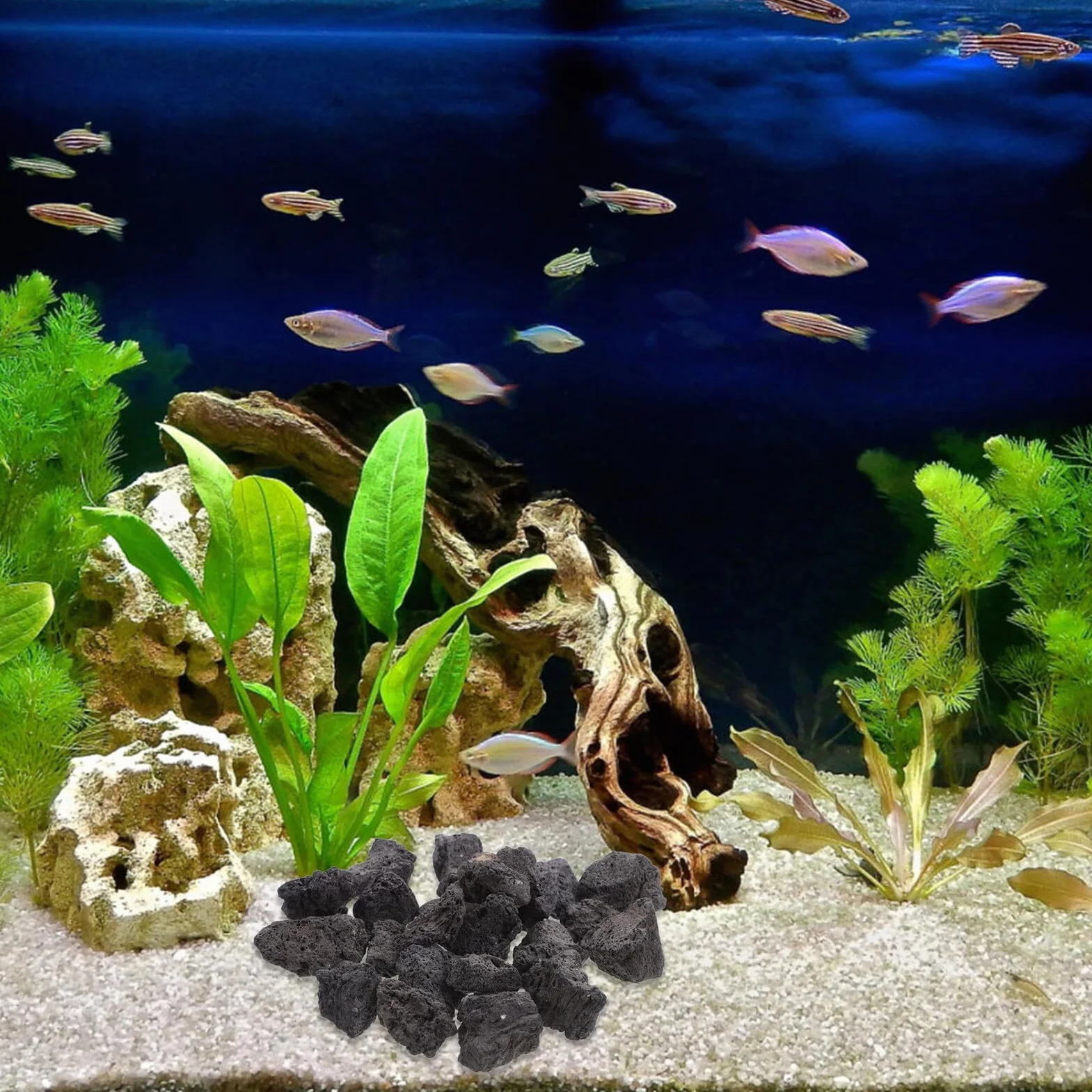 Hemobllo Roche Volcanique Naturelle Noire Poreuse 200g 2-4cm pour Décoration Aquarium, Plantes en Pot et Aménagement Paysager, Pierre Volcanique Respirante pour Terrarium et Jardin