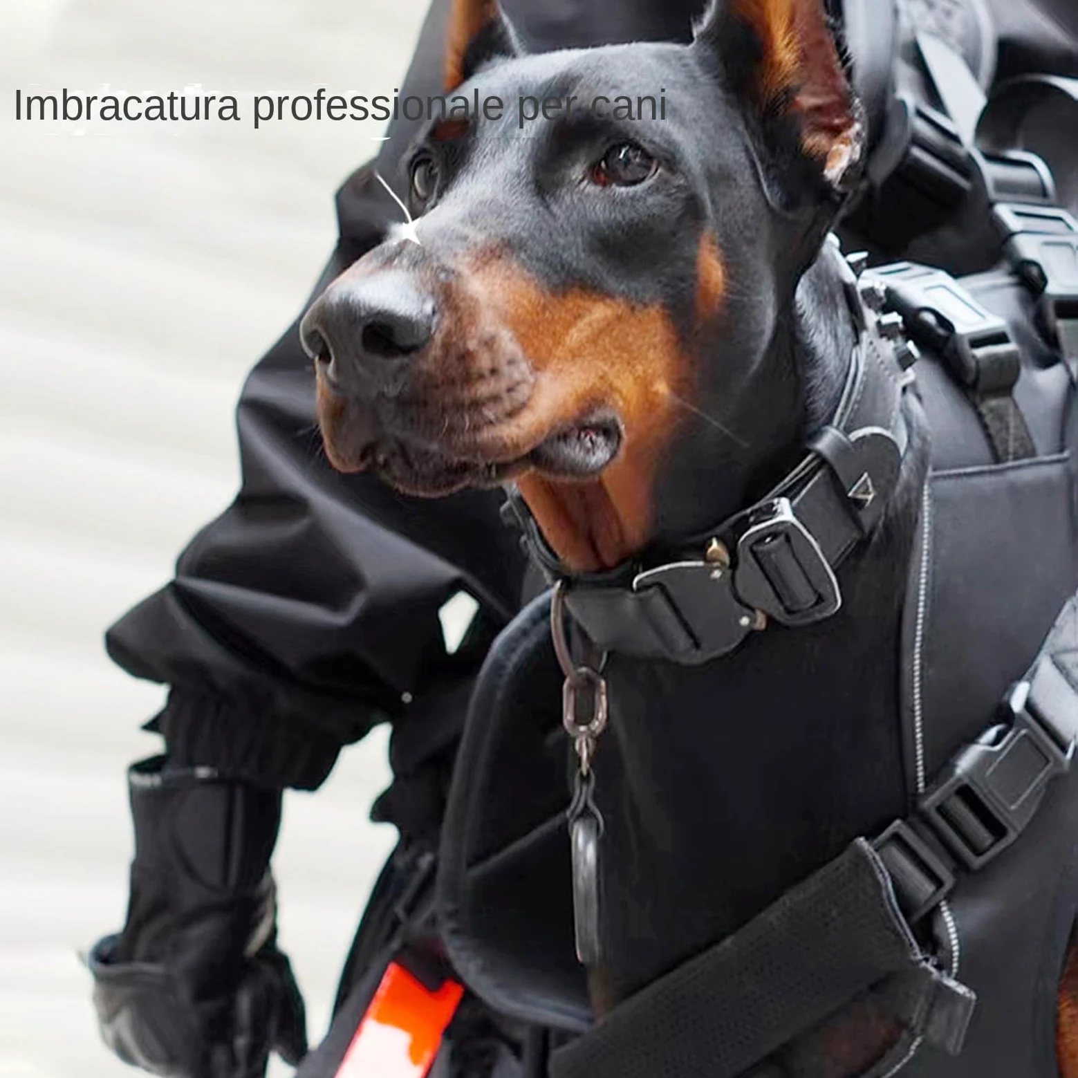 Câblage de support de chien professionnel pour la mobilité de levage | harnais pour animaux de compagnie pour assistance à la récupération | Vecteur thoracique réglable pour grands canins | Oxfo