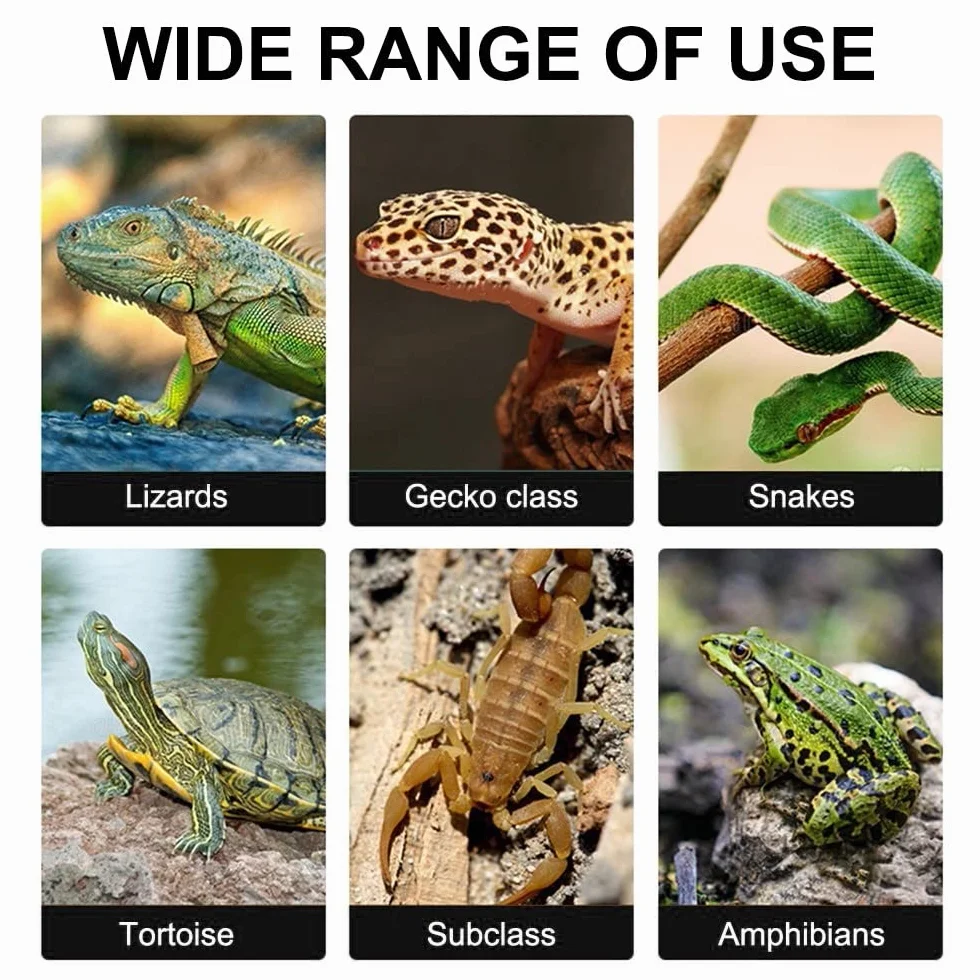 DONGKER Bol Caméléon Mangeoire d'alimentation en Eau pour Reptiles avec Ventouse