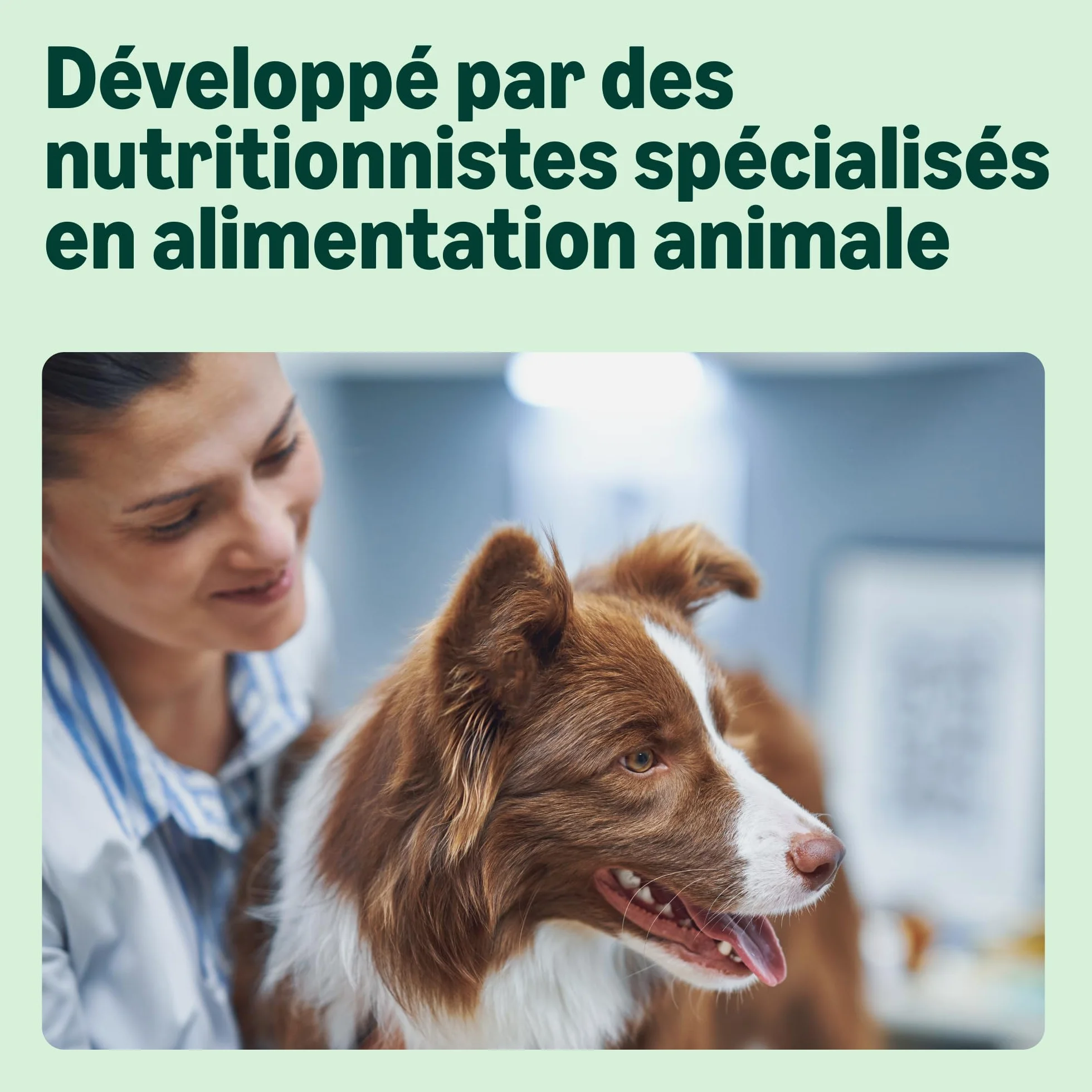 Amazon Complete Croquettes complètes pour chiens adultes, riche en poulet et riz, 5 kg