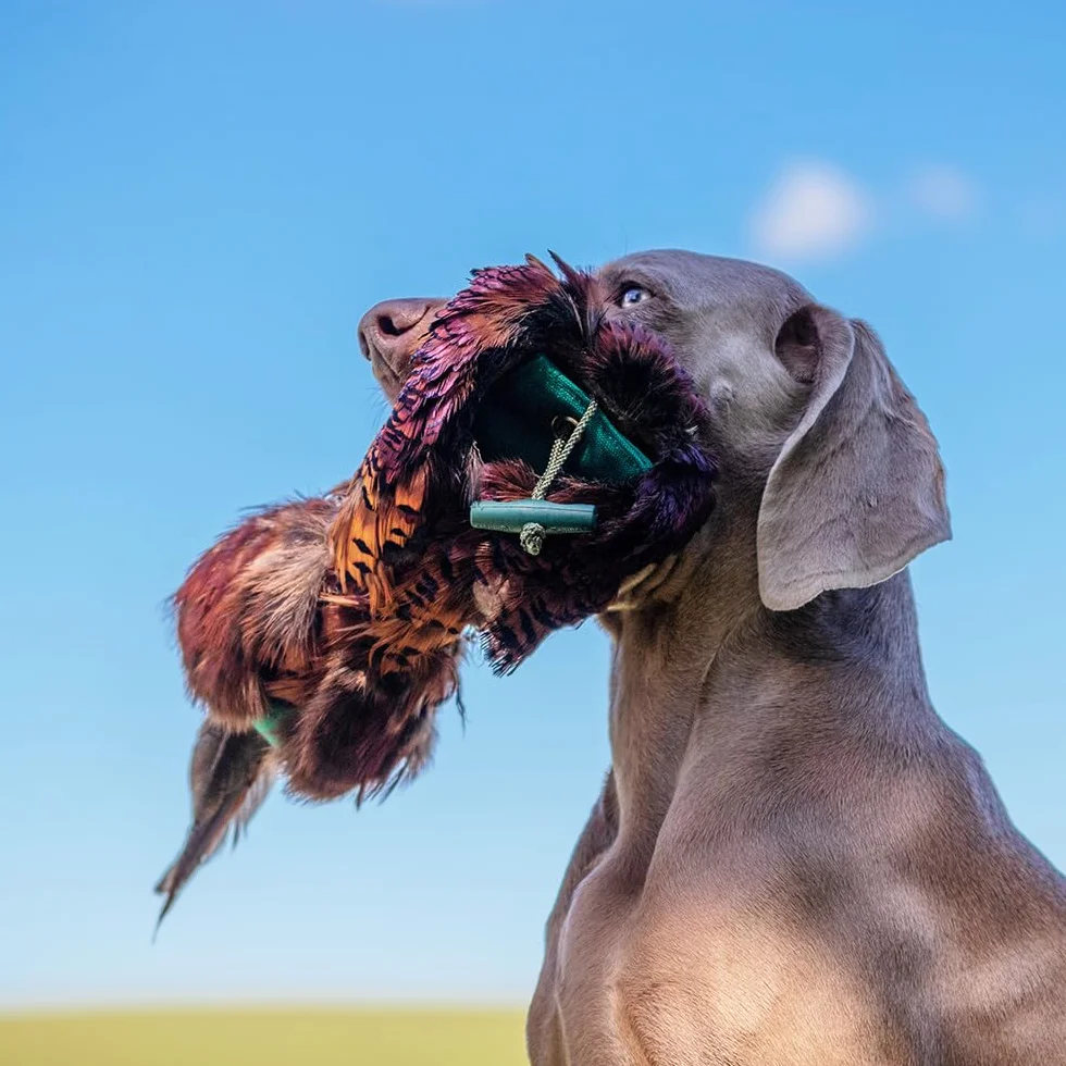 Romneys Fasanendummy 500 g avec véritable robe en plumes flottant pour formation chiens de chasse
