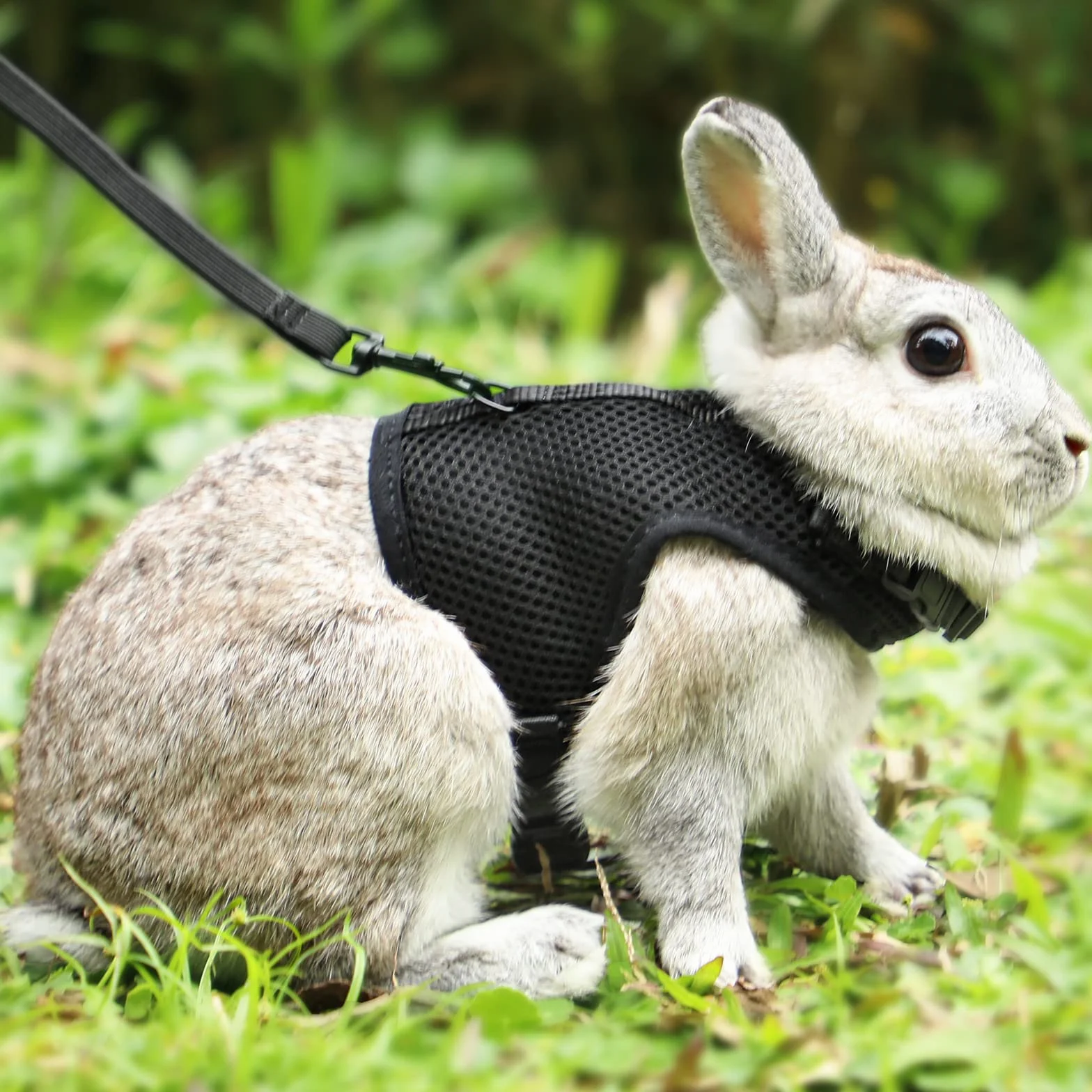 HAPPY HACHI Harnais pour Lapins Cochons d'Inde Petits Animaux avec Laisse Élastique Gilet Souple pour Promenade (L, Noir)