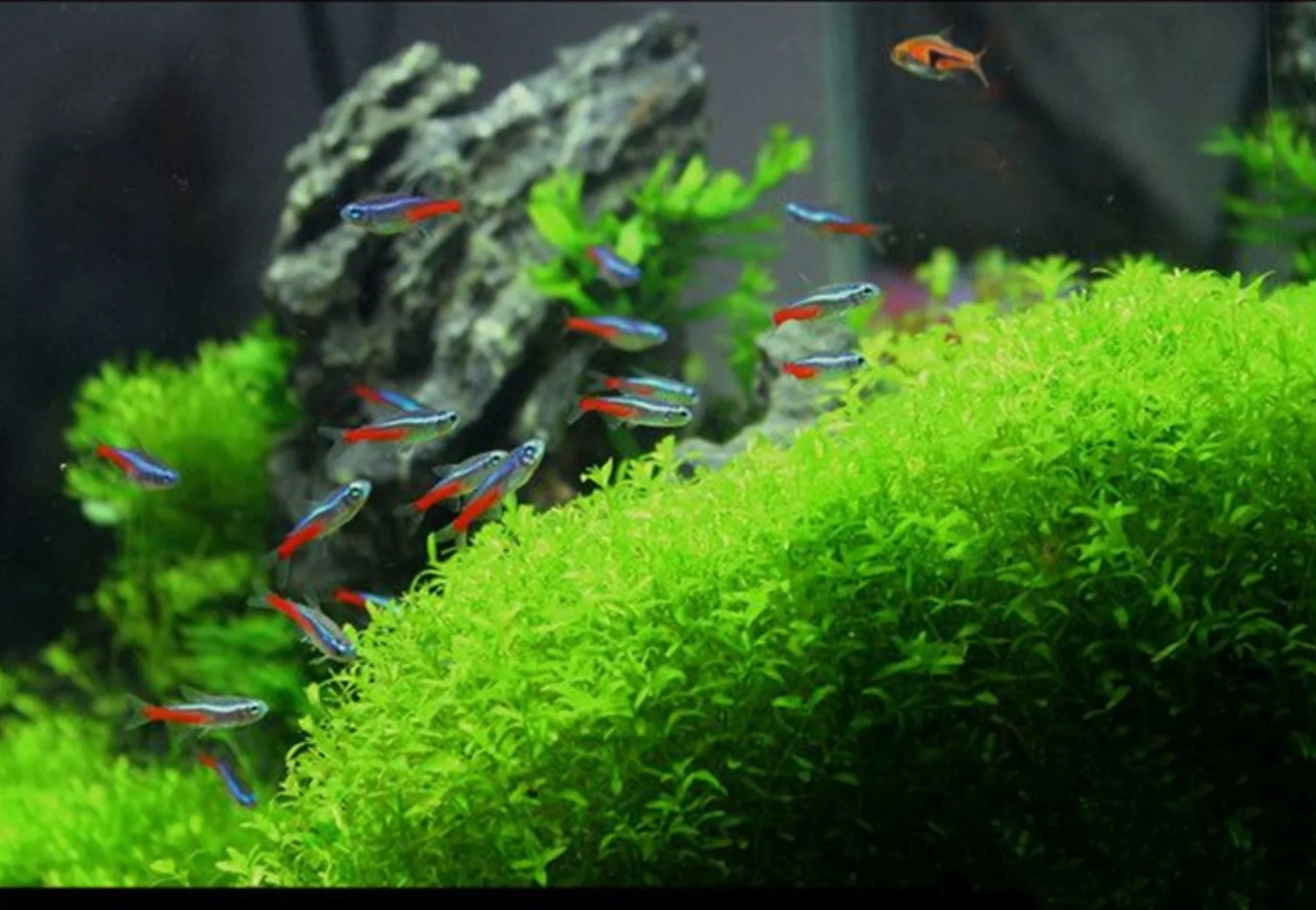 3,5 kg de roches dragon, décoration d’aquarium