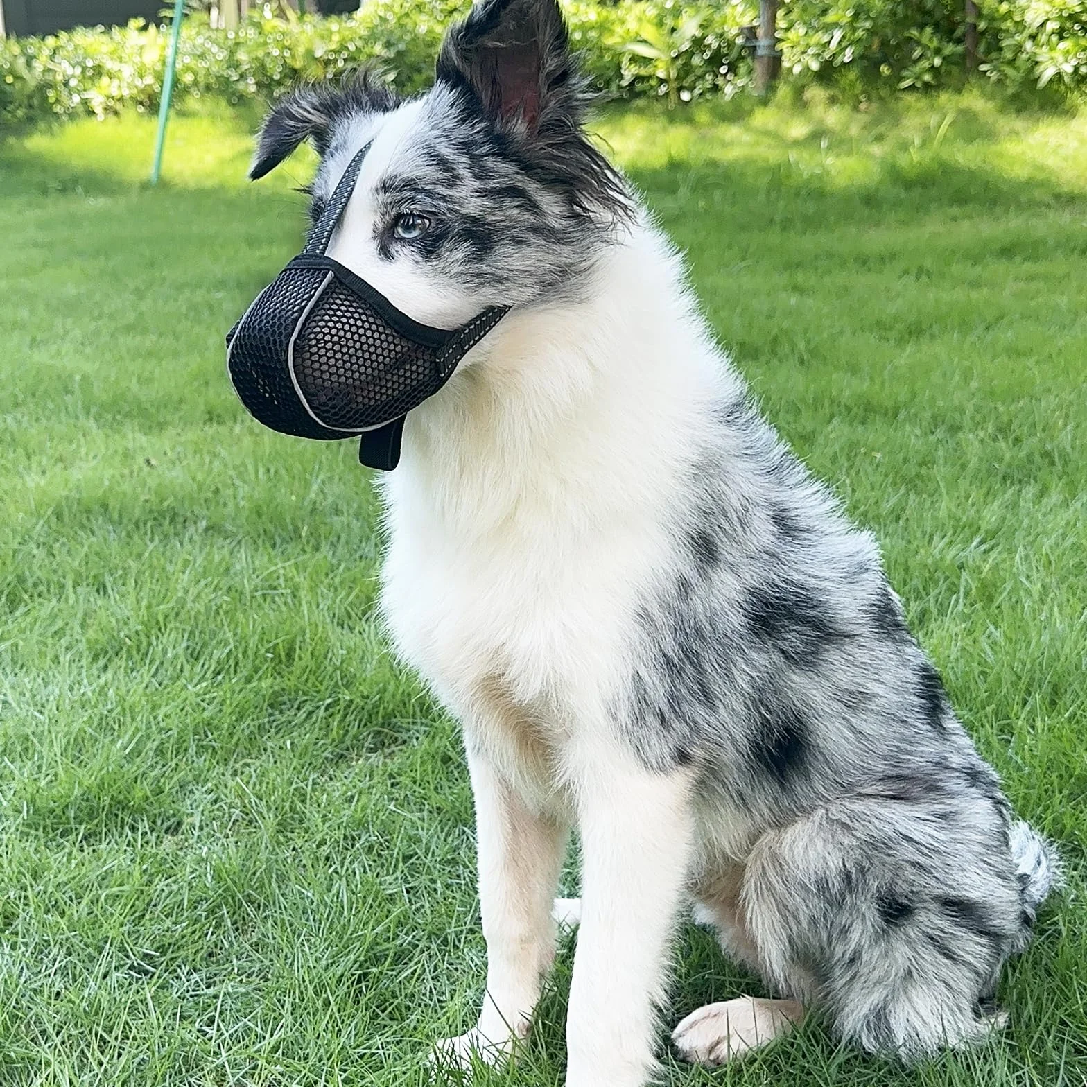 Muselière pour Chien Empêche de Mâcher/Manger/Mordre - Couvre Muselière Respirante, Réfléchissante et Ajustable - Anti Morsure (Noir-L)