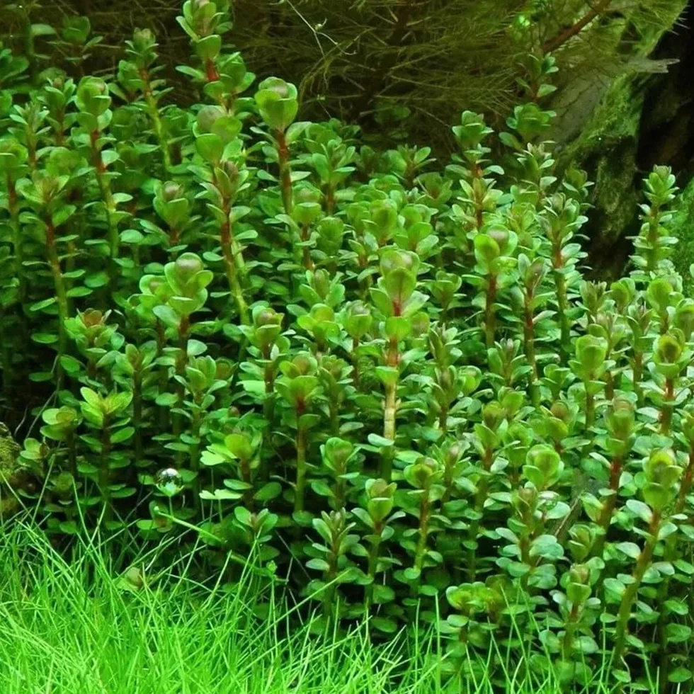 Rotala indica forme emmerse plante aquarium vert
