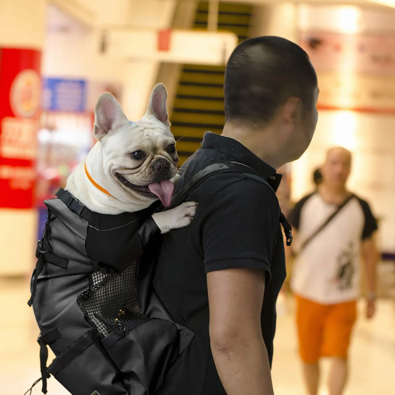 Sac à dos pour chien Woolala, approuvé par les vétérinaires, léger pour petit chien