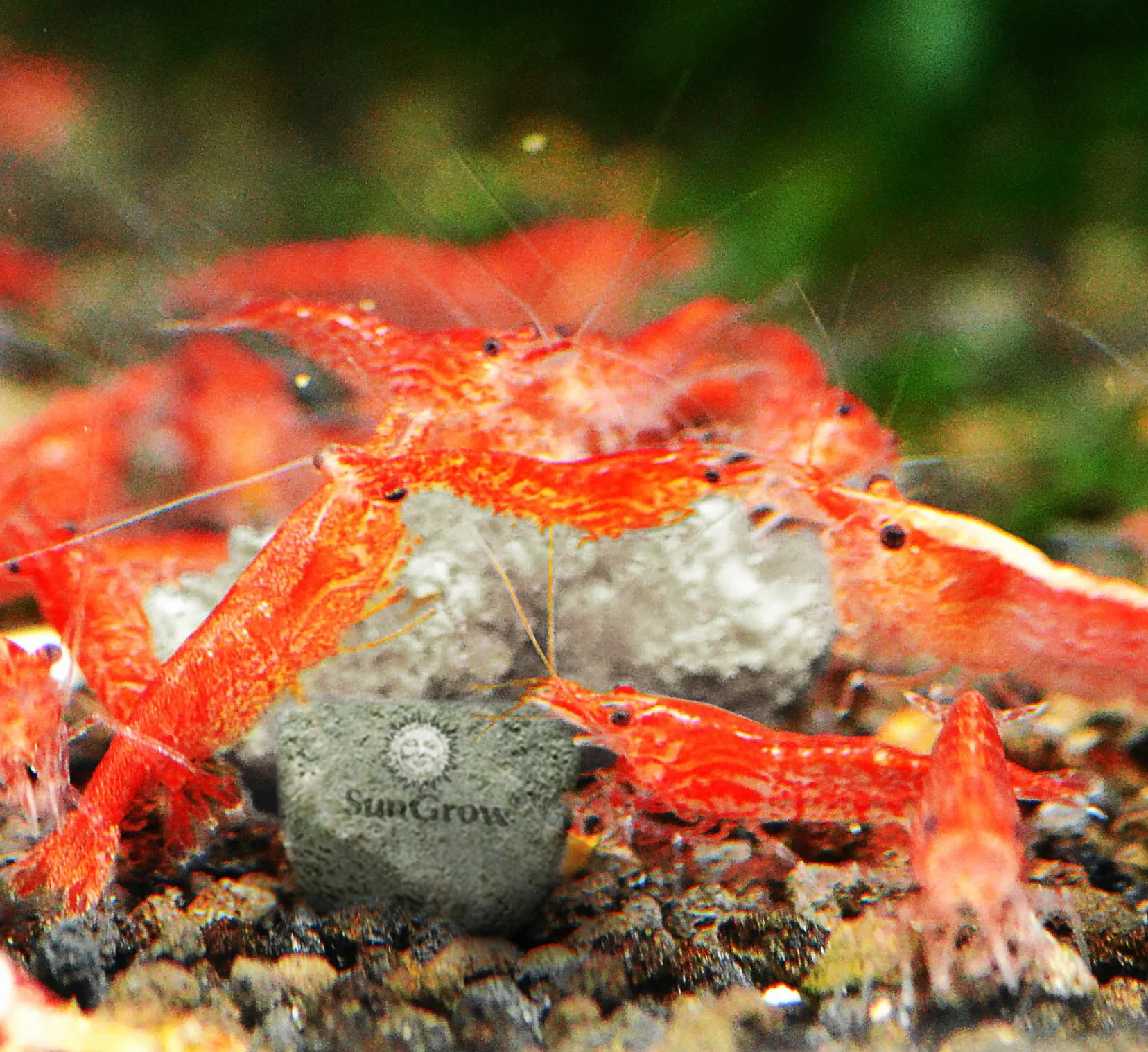 SunGrow Shrimp Rocks magnésium calcium couleur écrevisses escargots crevettes