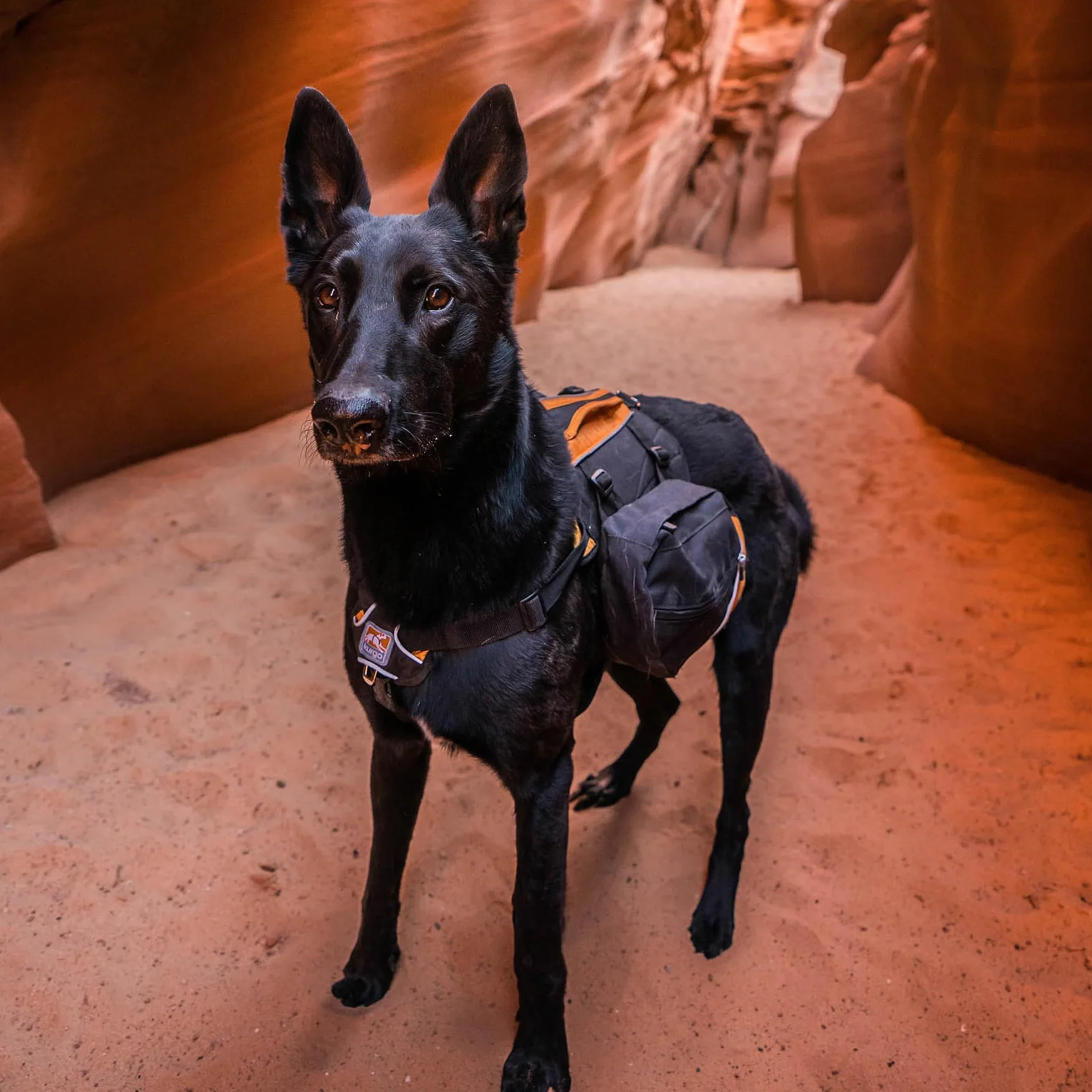 Kurgo Baxter Sac à Dos pour Chien Sacoche Randonnée Bleu Noir Orange