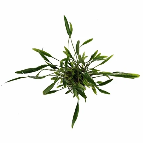 Cryptocoryne Nevilli 1 Bunch Live Plante Aquarium