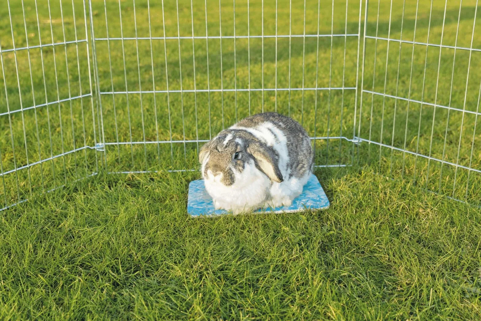 Plateau rafraîchissant pour petits animaux bleu 28 x 20 cm