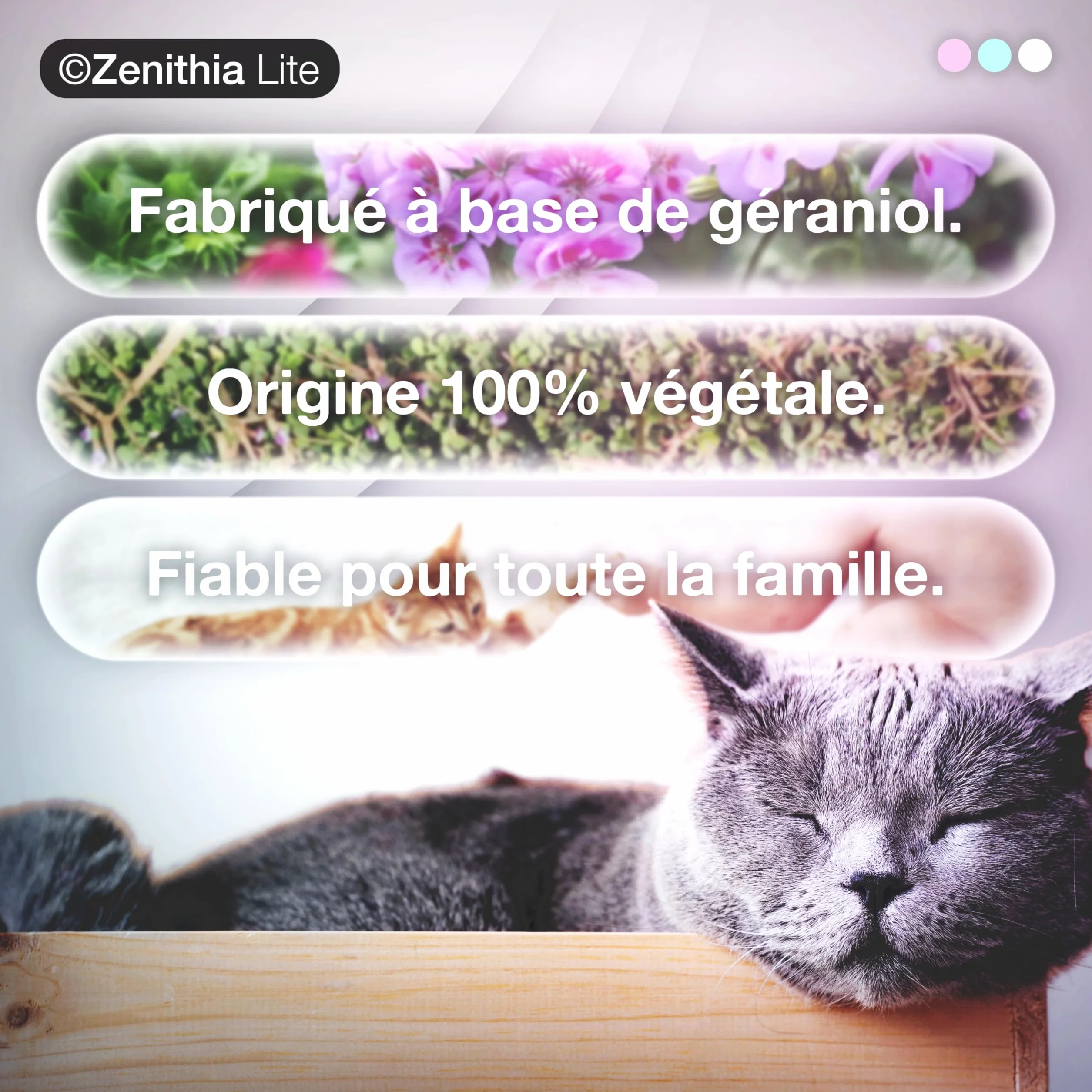 Collier Antiparasitaire Chat ZENITHIA Lite 48 cm Anti-Puces Tiques Moustiques 12 Mois Protection Étanche