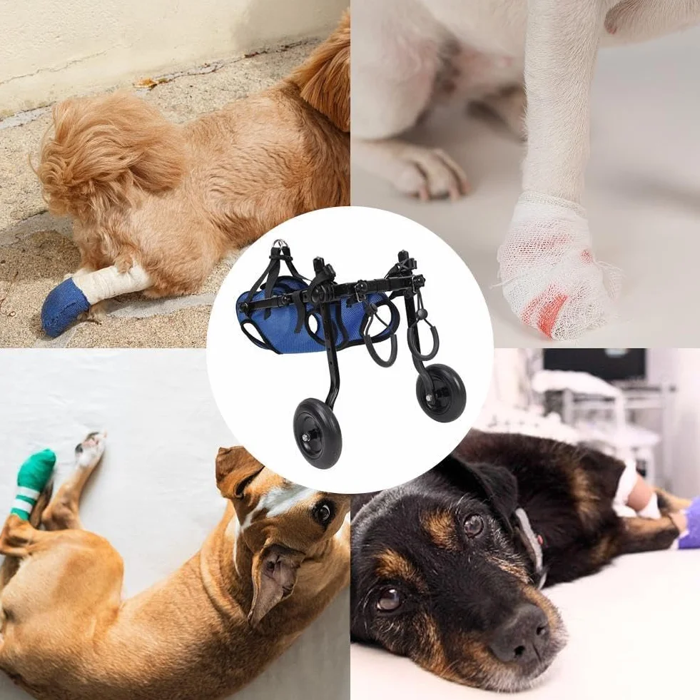 Chariot réglable pour chien handicapé aide mobilité membres postérieurs rééducation