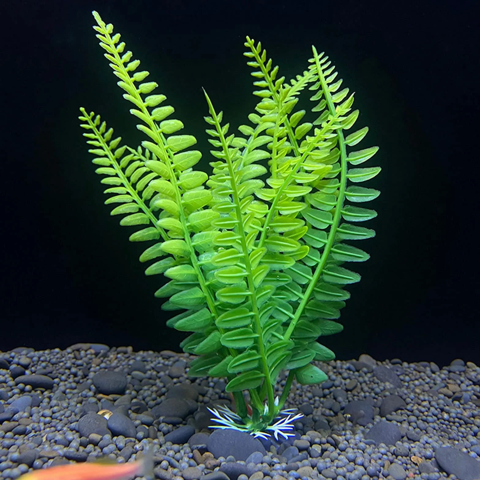 Haiki Plante aquatique artificielle pour aquarium
