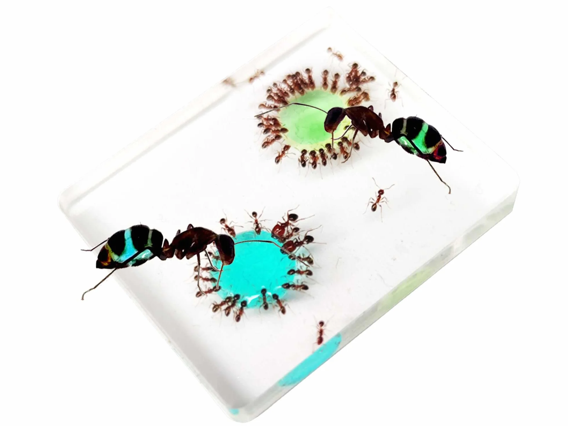 Aliments pour fourmis - Nectar de sucre bleu Plus Nectar de sucre vert - Lot de 2 bouteilles de 50 ml