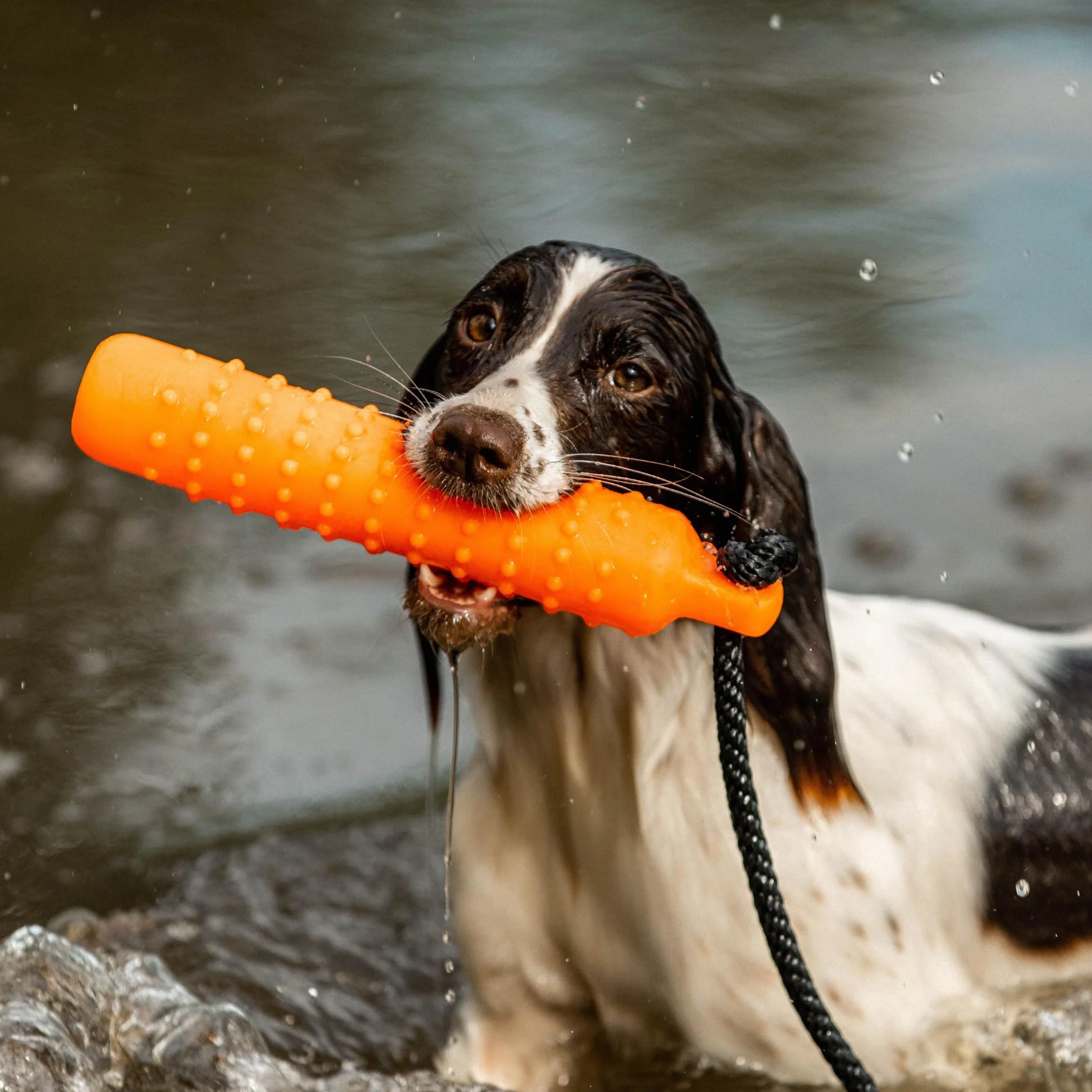 Dog & Field Gundog Water Dummy Jouet flottant pour chien avec cordon de lancement Orange Grande taille