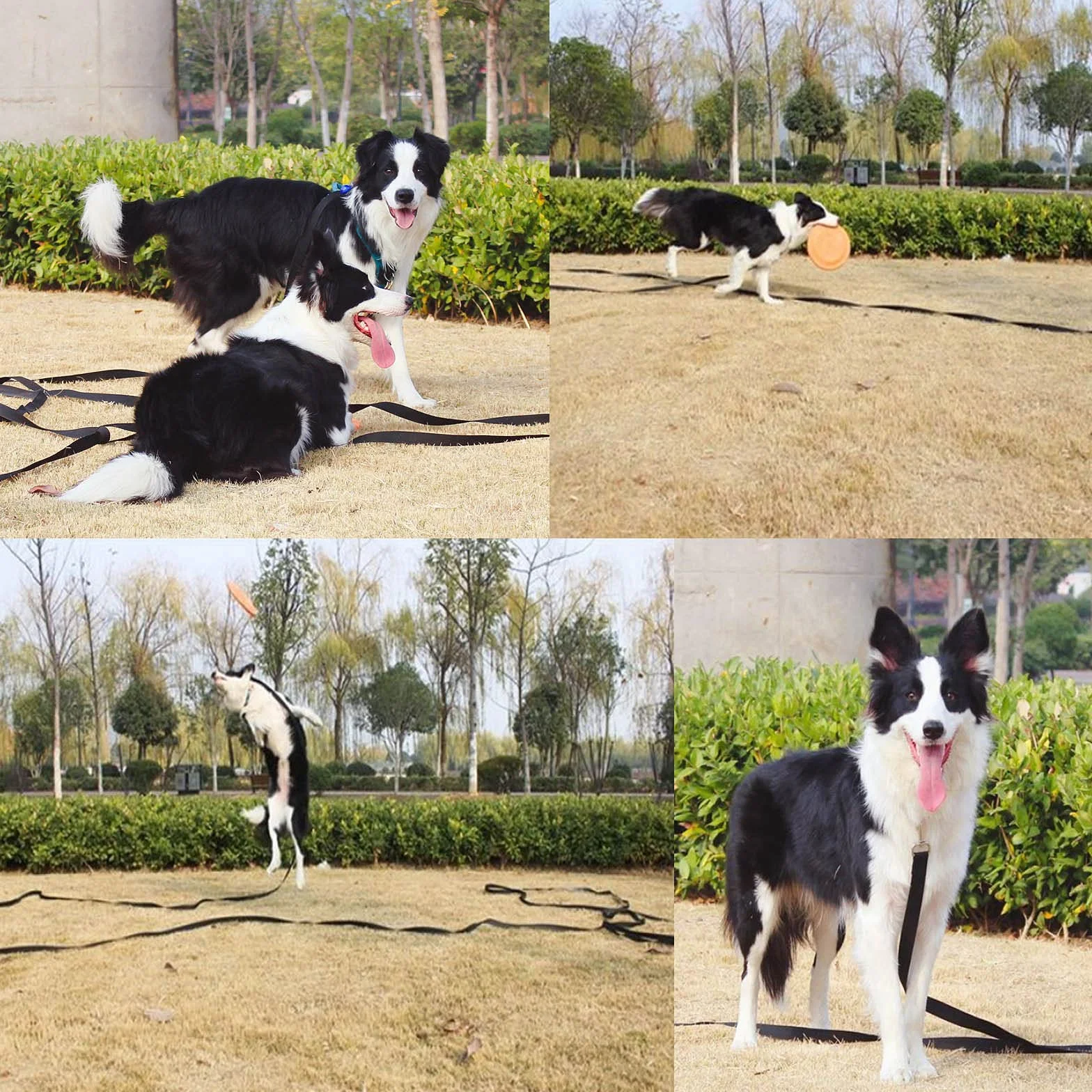 Longe pour Chien 5m 10m 15m Laisse de Dressage Longue Noir