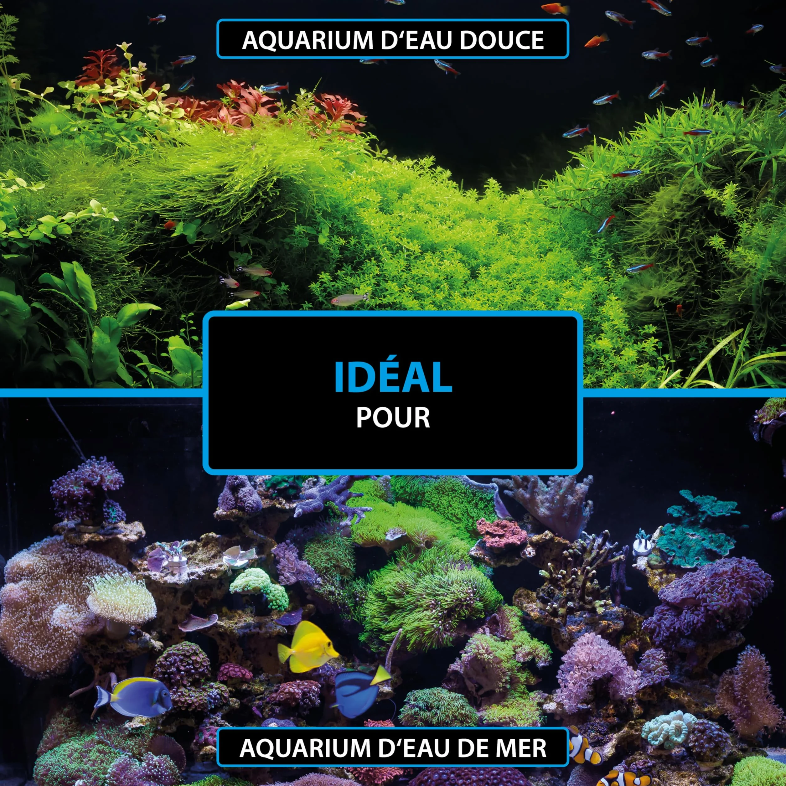 Bactéries Aquarium 50 ML – ARKA Bacto-Shot – clarifie l’Eau en 24h – bactéries vivantes nettoyantes & filtrantes avec Support Naturel – idéal en Cas de nitrites, Trouble ou démarrage
