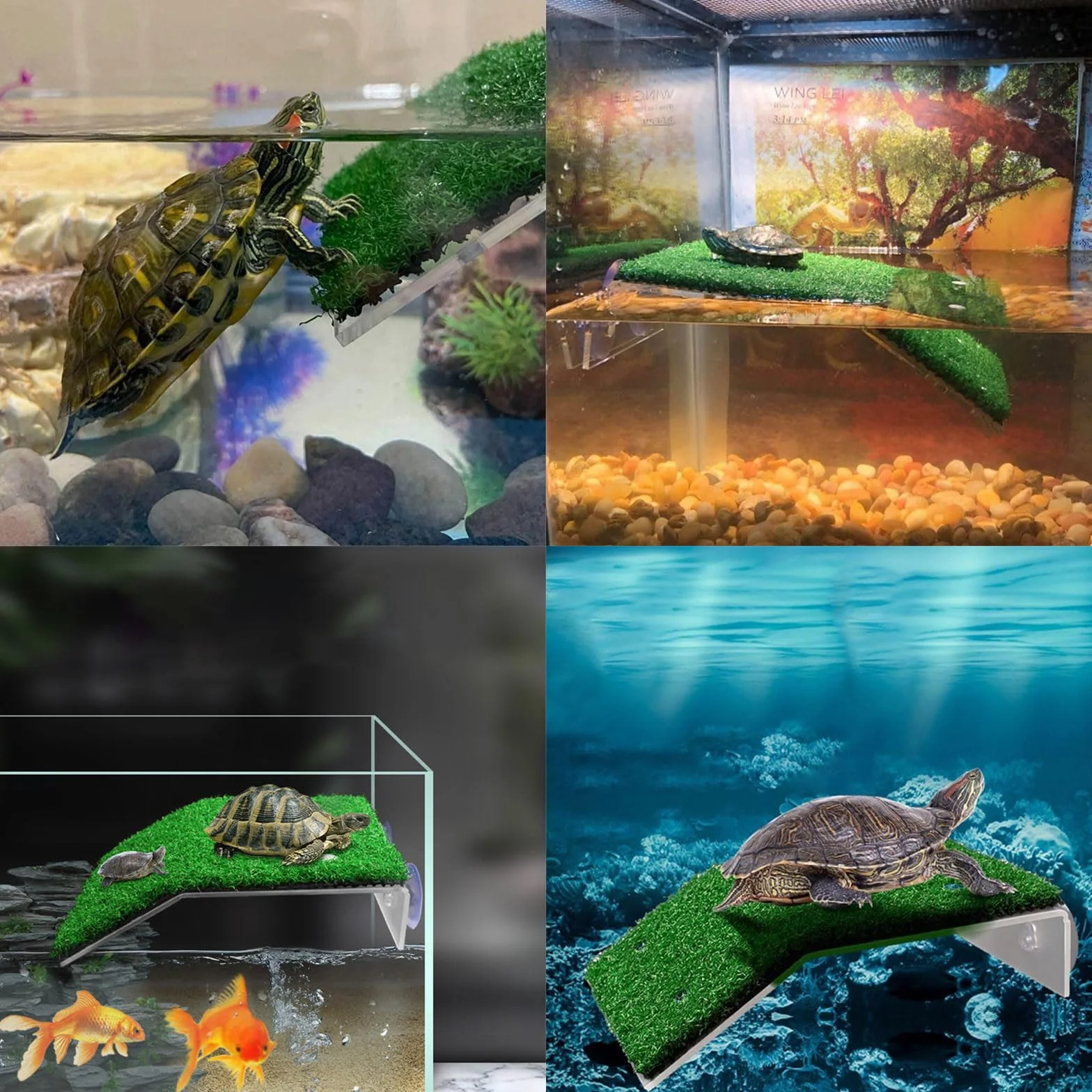 Plateforme Tortue Aquatique Sunbathing Platform pour Tortues Aquatiques