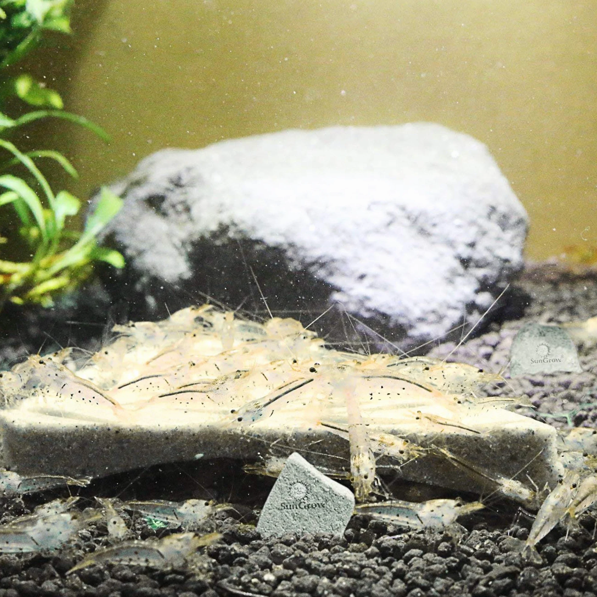 SunGrow Shrimp Rocks magnésium calcium couleur écrevisses escargots crevettes