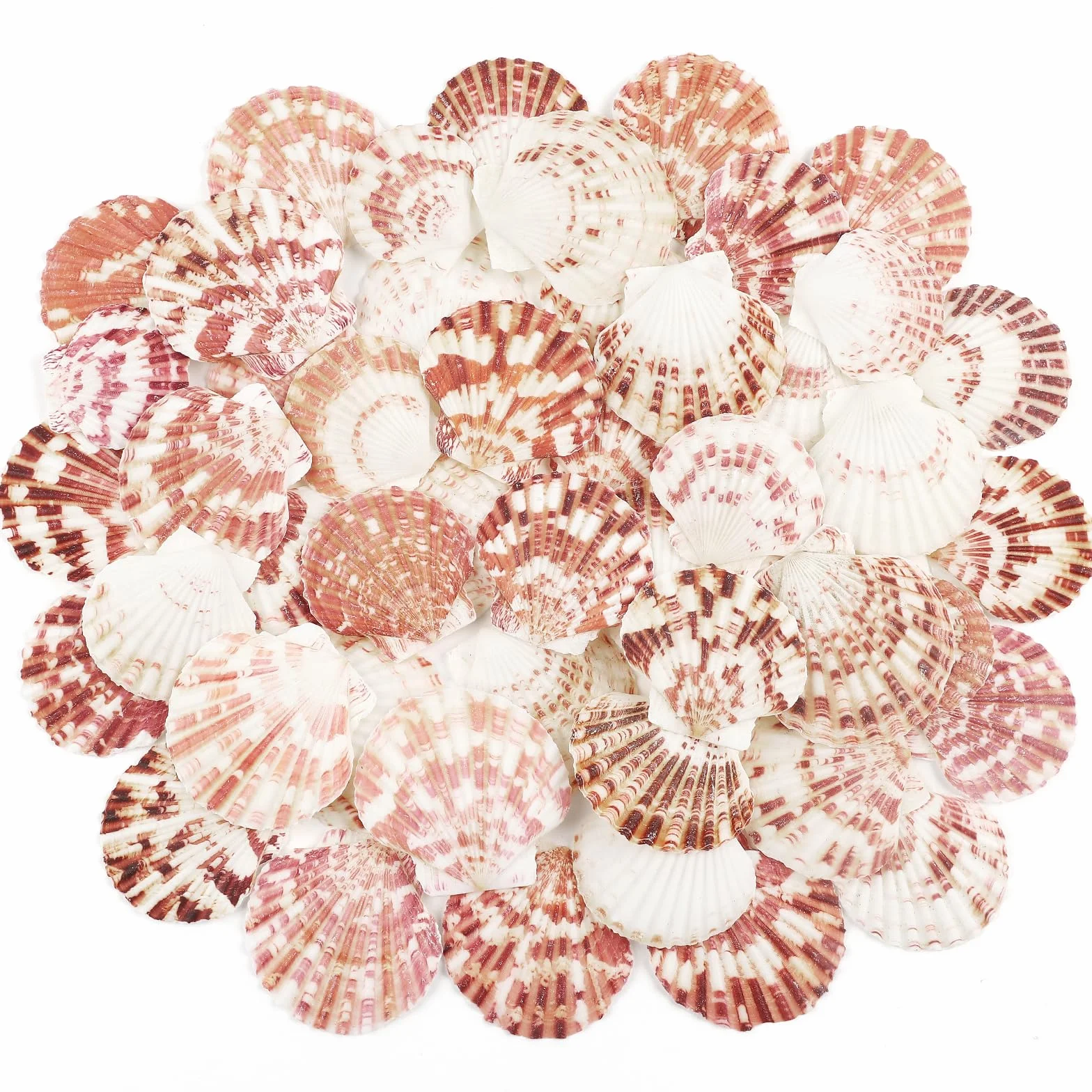 Coquillages naturels 48 Pièces 3-5cm Blanc Rose Décoration Mariage Plage Fête