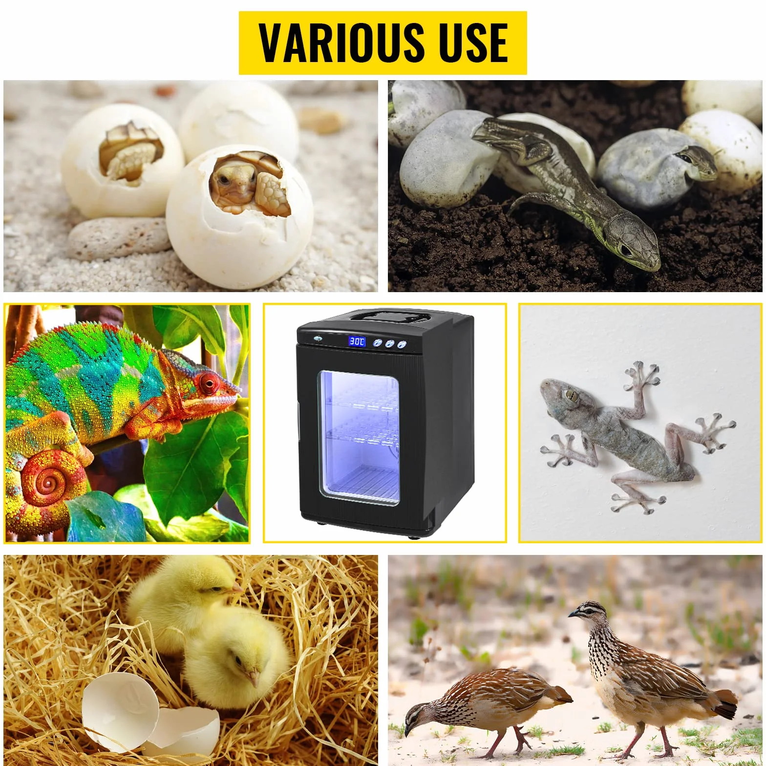 Incubateur 25L Automatique 5°-60°C pour Reptiles Amphibiens