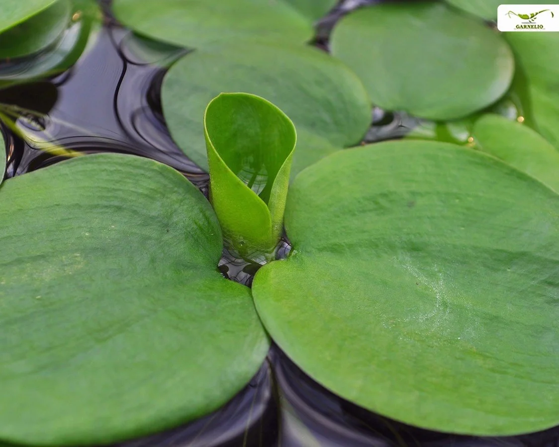 Limnobium laevigatum Morsure de grenouille Plante flottante aquarium étang