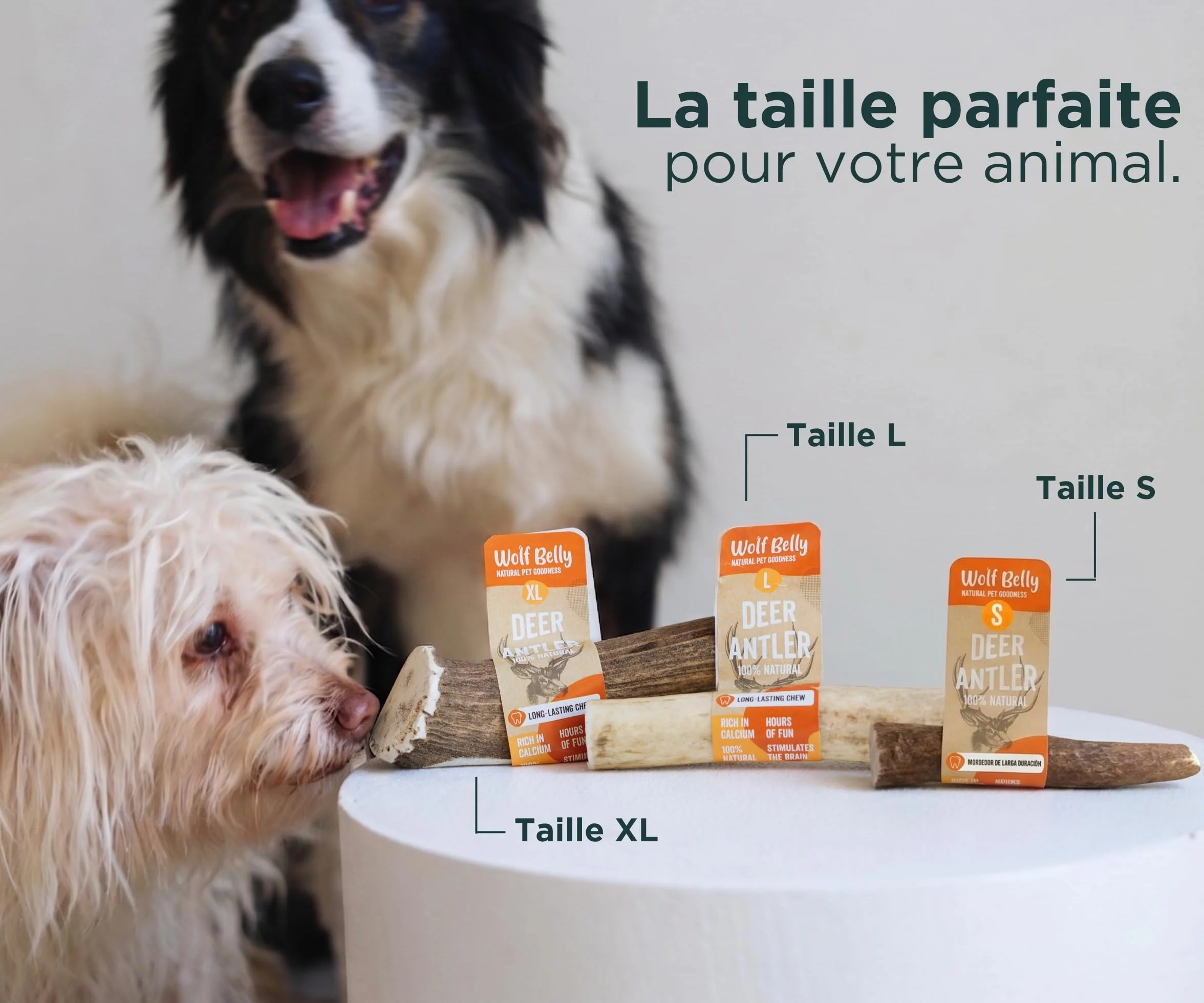 Bois de Cerf pour Chiens 100% Naturel Taille S Corne Durable Résistante Réduit Tartre Plaque Riche Calcium Protéines Inodore Fabriqué Europe