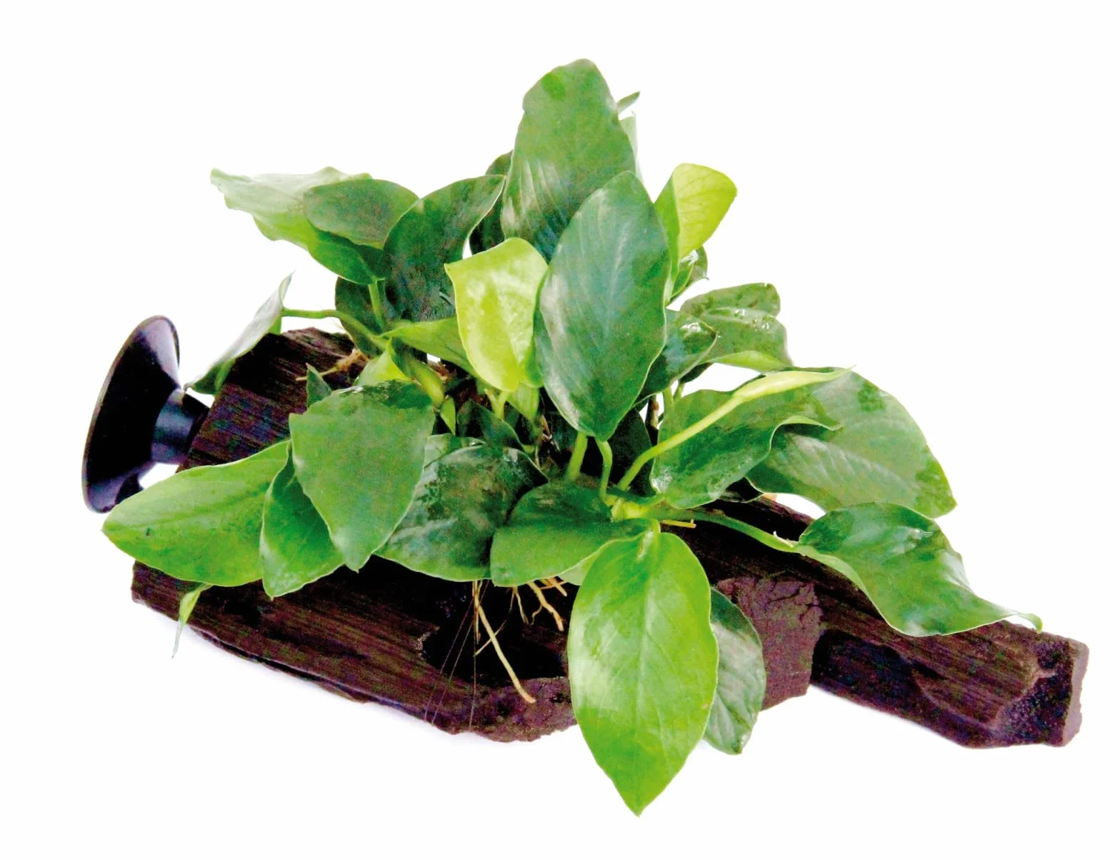 Dennerle Anubias Nana sur racine avec ventouse