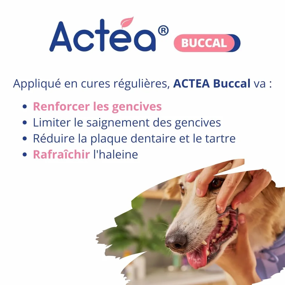 Anidev Actéa Buccal Gel apaisant gencives Chien Chat Hygiène bucco Dentaire 15 ML