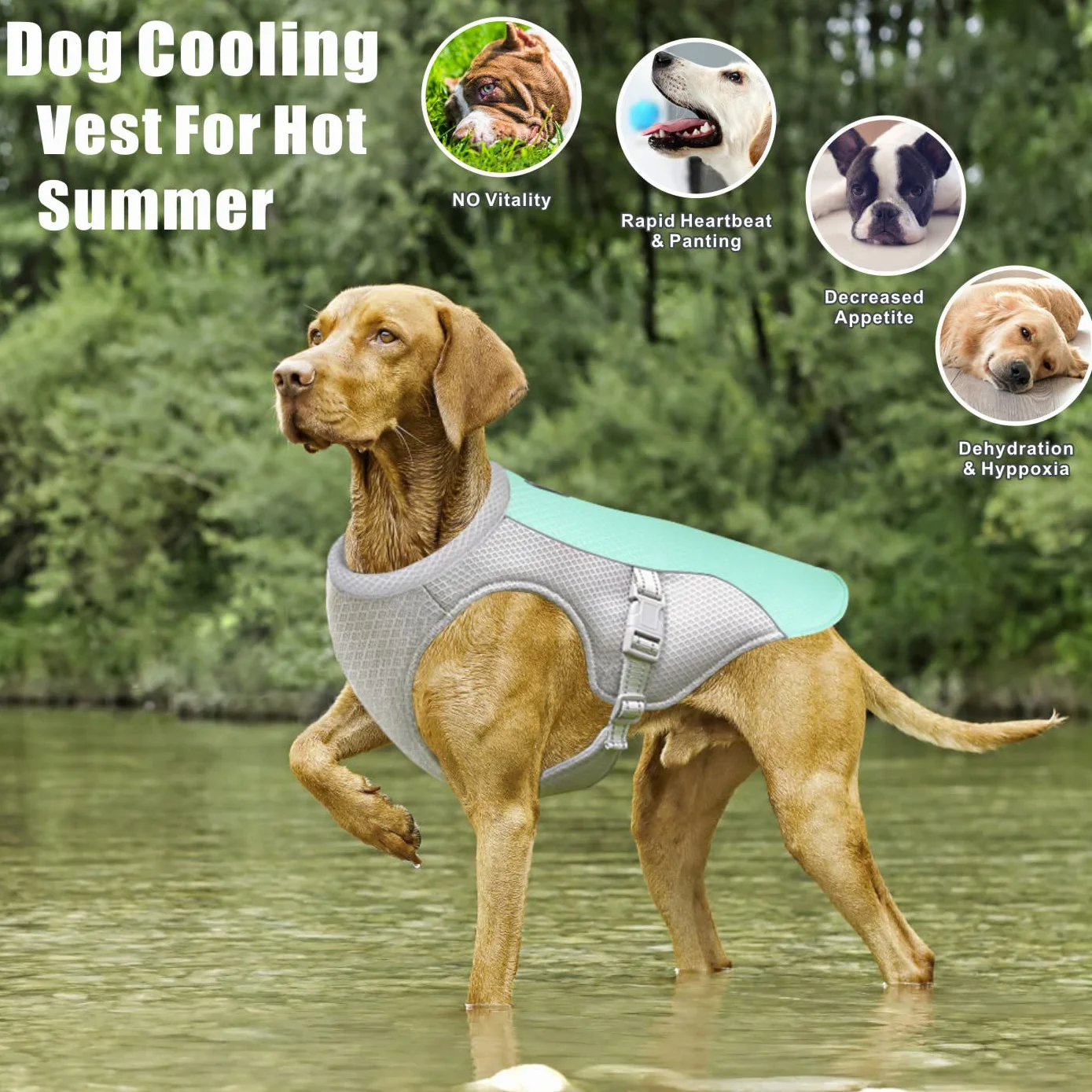 Gilet de Refroidissement pour Chien en Maille Respirante Réglable Manteau d'été (L, Bleu)