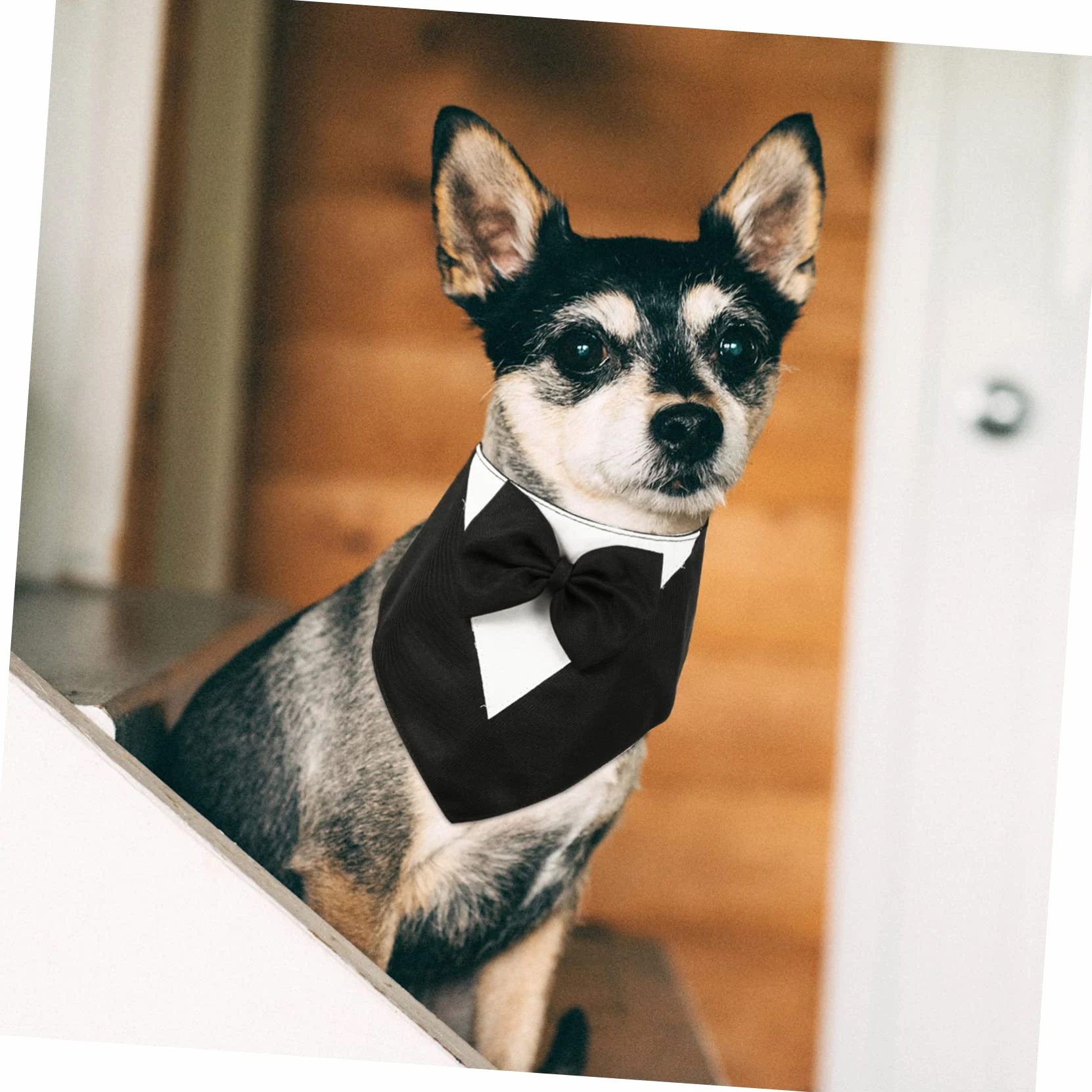 BESPORTBLE 5pièces Collier Bandana pour Chien avec Nœud Costume Élégant pour Fête Anniversaire Mariage Et Événements Spéciaux Noir