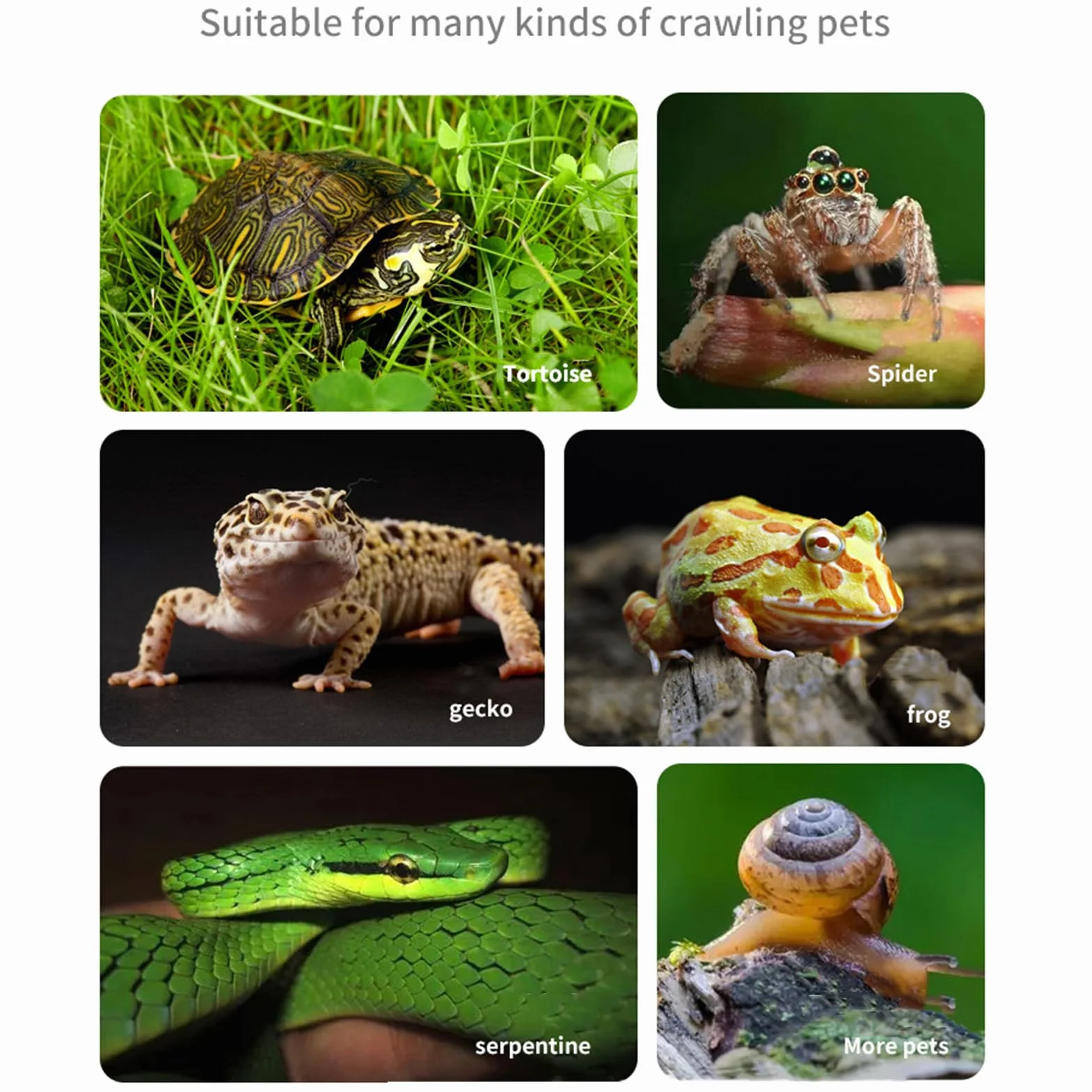 Baignoire pour Reptiles avec Rampe pour Lézards et Tortues