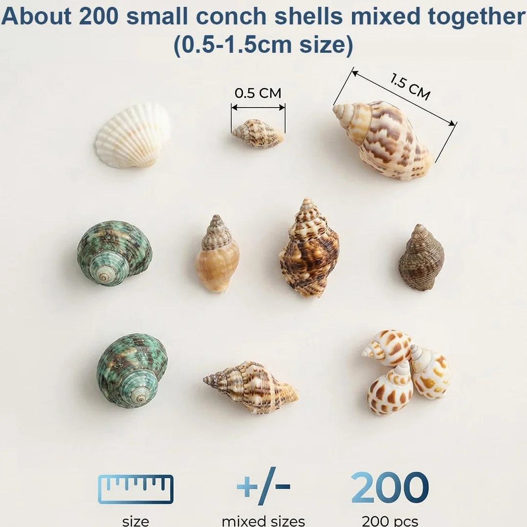 Mini Coquillages Naturels Mélangés Lot 200 Pièces Non Percées pour Décoration Maison