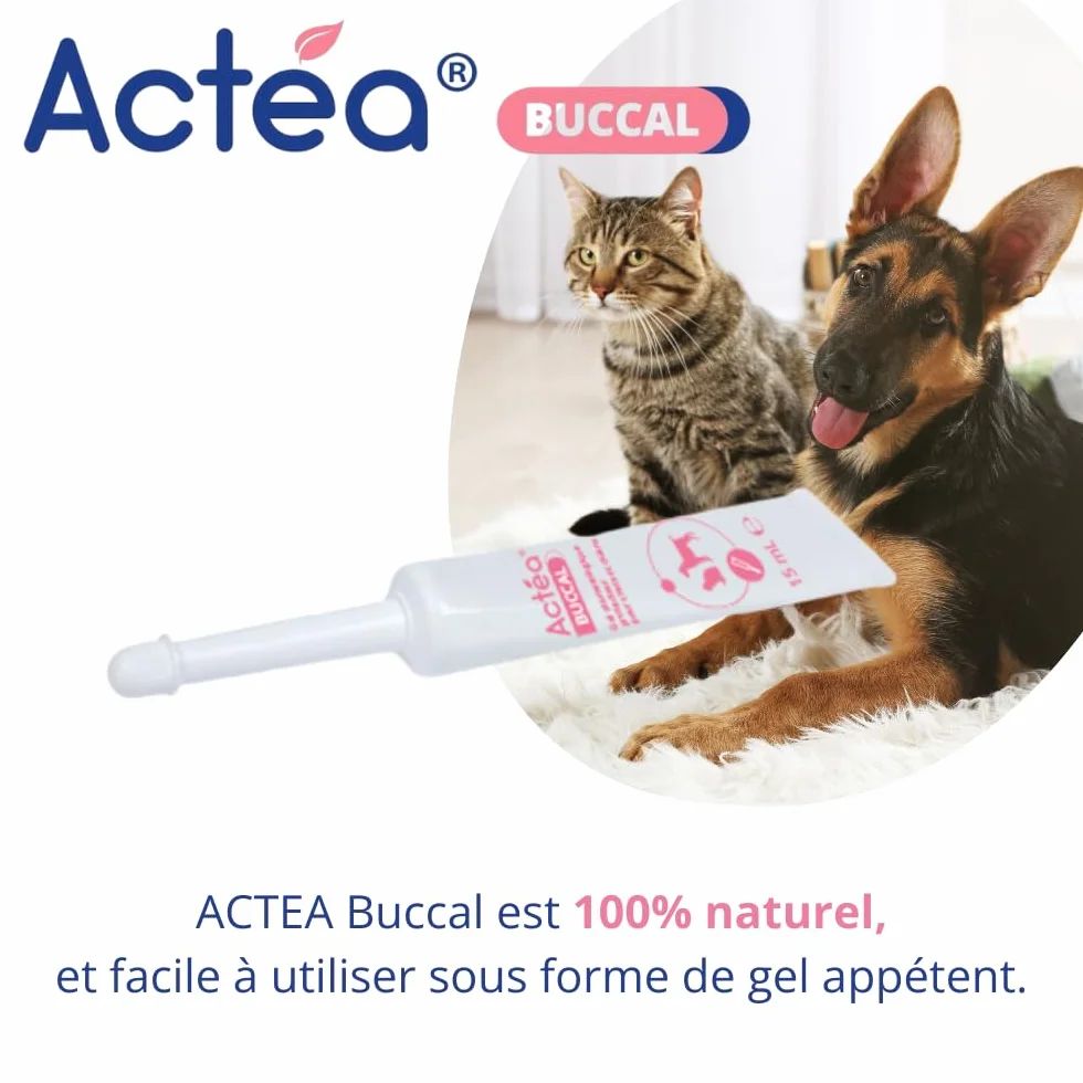 Anidev Actéa Buccal Gel apaisant gencives Chien Chat Hygiène bucco Dentaire 15 ML