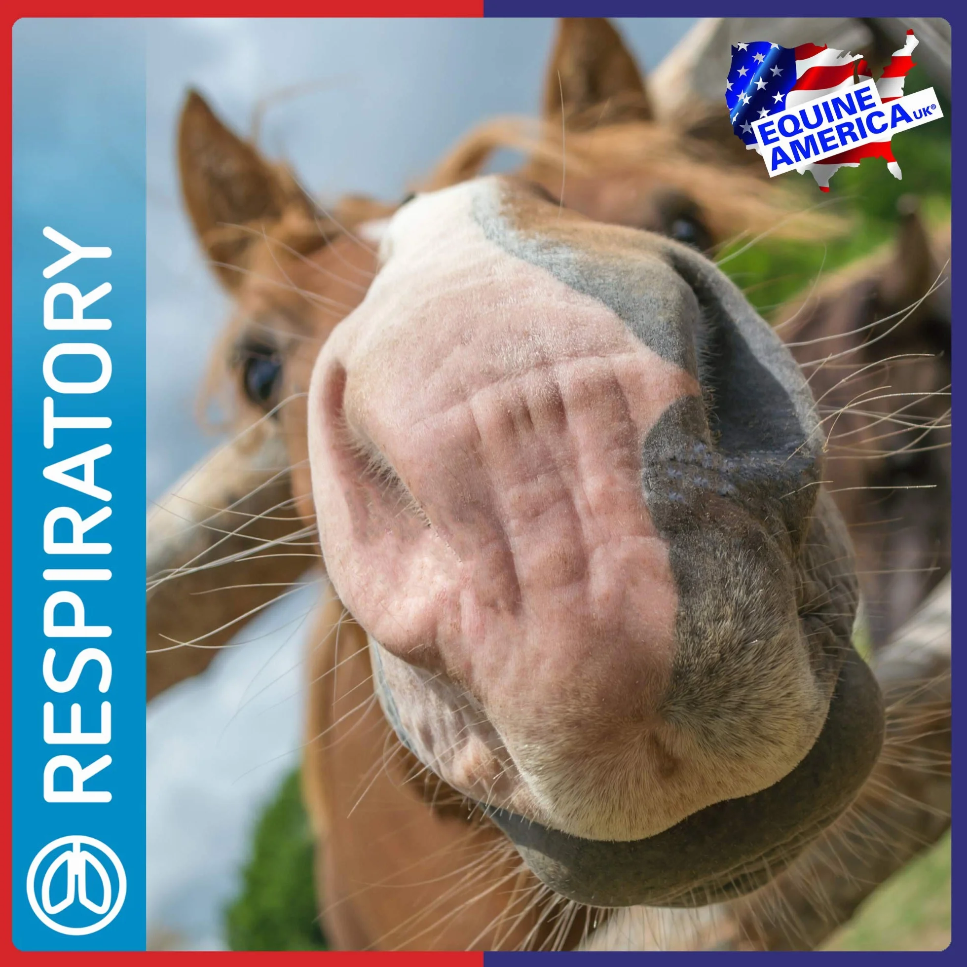 Equine America Airways Xtra Force | Premium prêt pour l'utilisation du supplément Cheval & Poney | pour l'assistance respiratoire | 500g.
