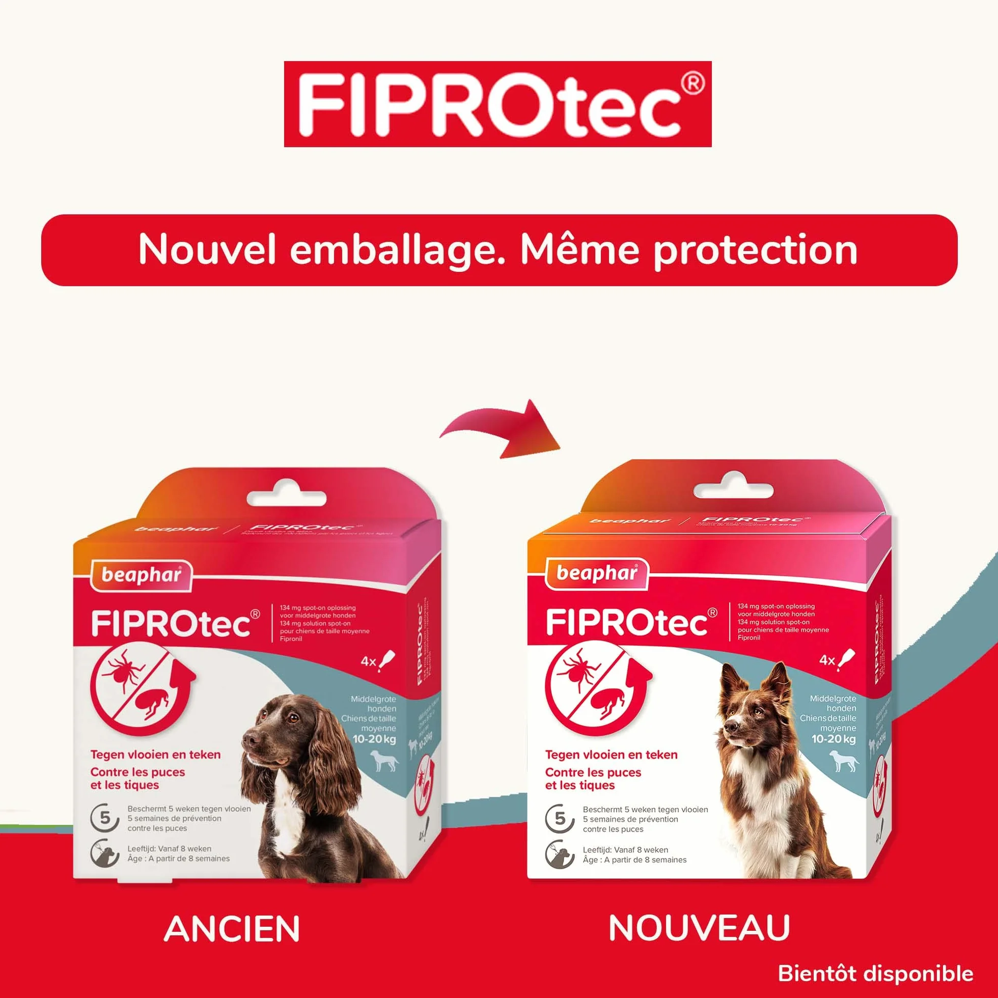 BEAPHAR FIPROTEC Solution Spot-on pour Chiens Moyens 10-20 kg 134 MG Fipronil Anti-Puces Anti-Tiques 4 Pipettes