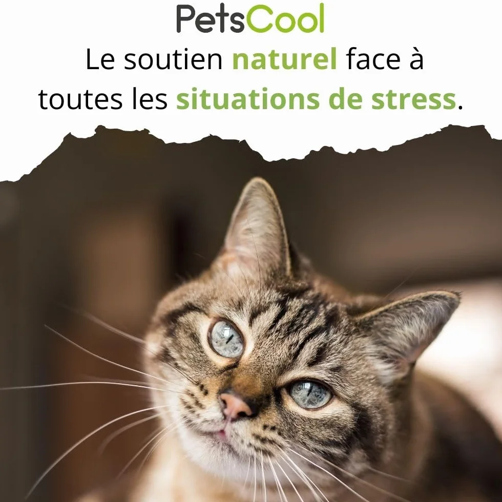 Anidev PetsCool Spray apaisant 15 ML - Anti Stress Chien Chat NAC - Huiles essentielles valériane vétiver Sauge Basilic - Action Rapide Inhalation Multi espèces