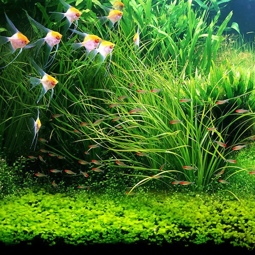 Graines d'herbe d'eau d'aquarium 100pcs décor paysage plante hydrophile réservoir poissons