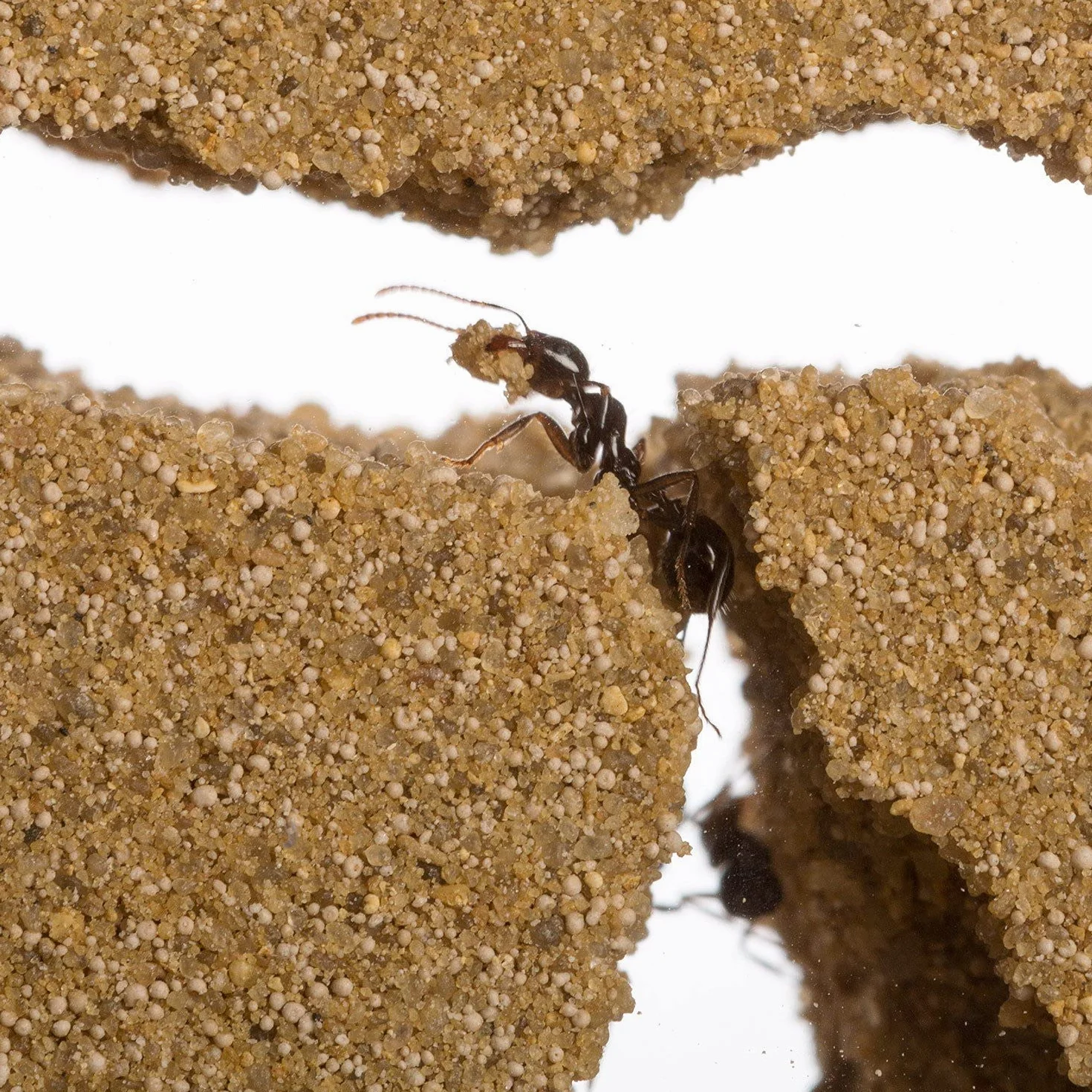 Fourmilière Naturelle en Sable Kit Basic avec Fourmis Incluses