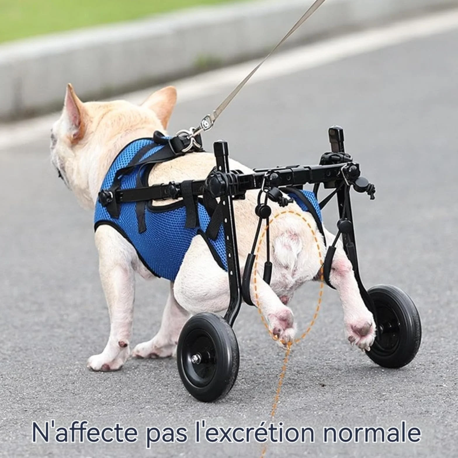 Chariot réglable pour animal domestique handicapé, aide à la mobilité des membres postérieurs
