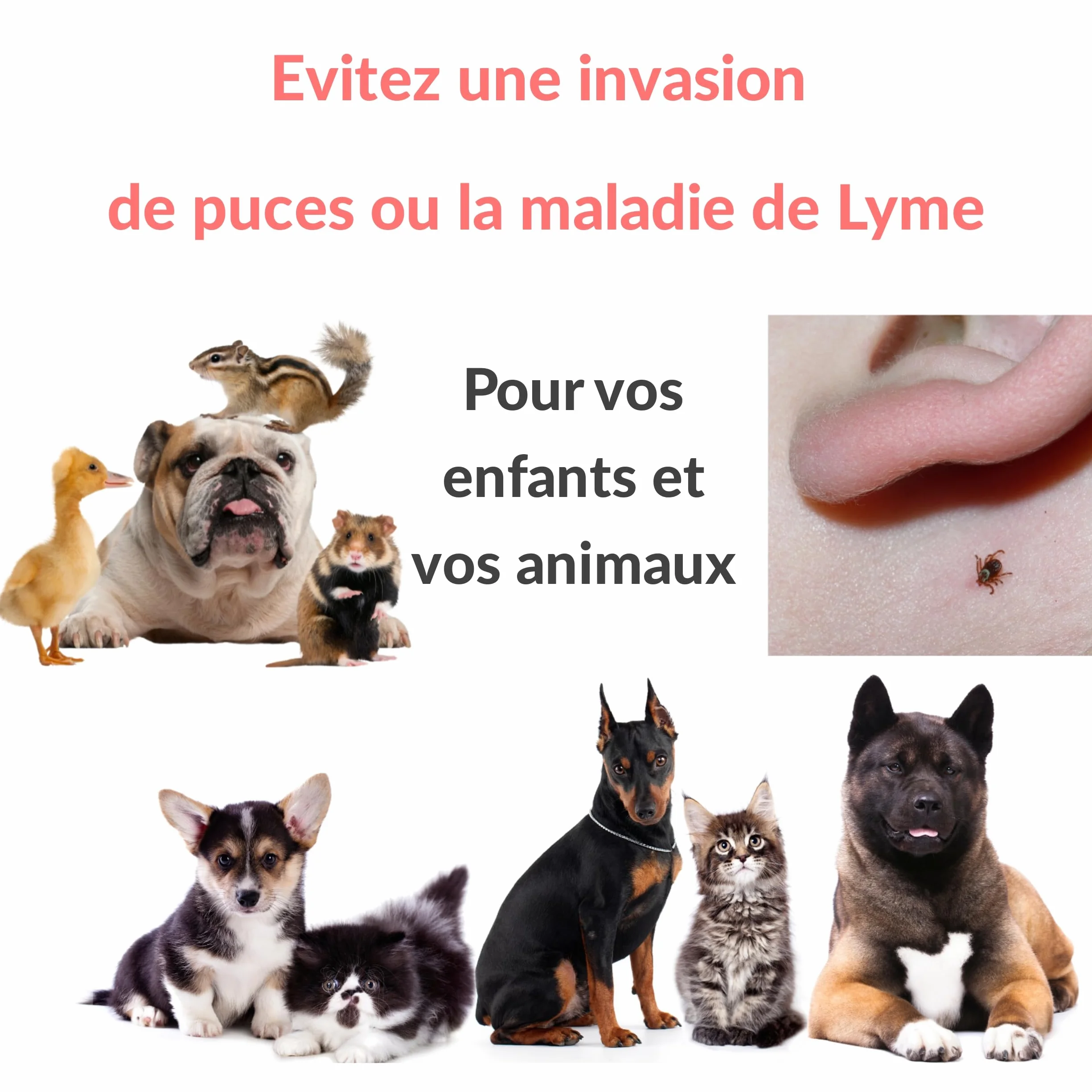 Peigne anti puce et tique pour chien chat Kit crochet tire tiques élimination naturelle Lot 5 pcs