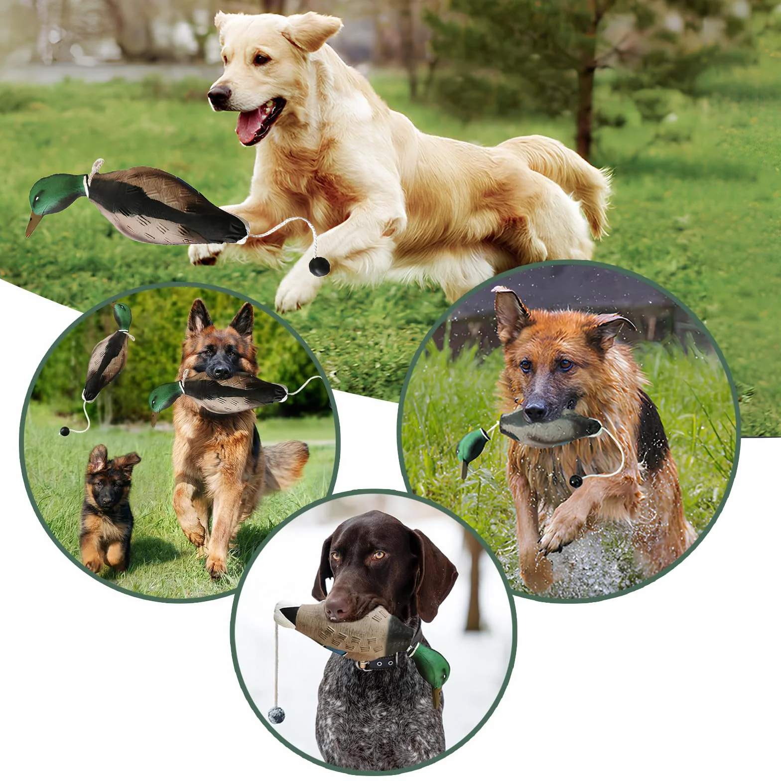 Factice Canard Dressage Chien, Jouet Entraînement Chasse Chien Retriever