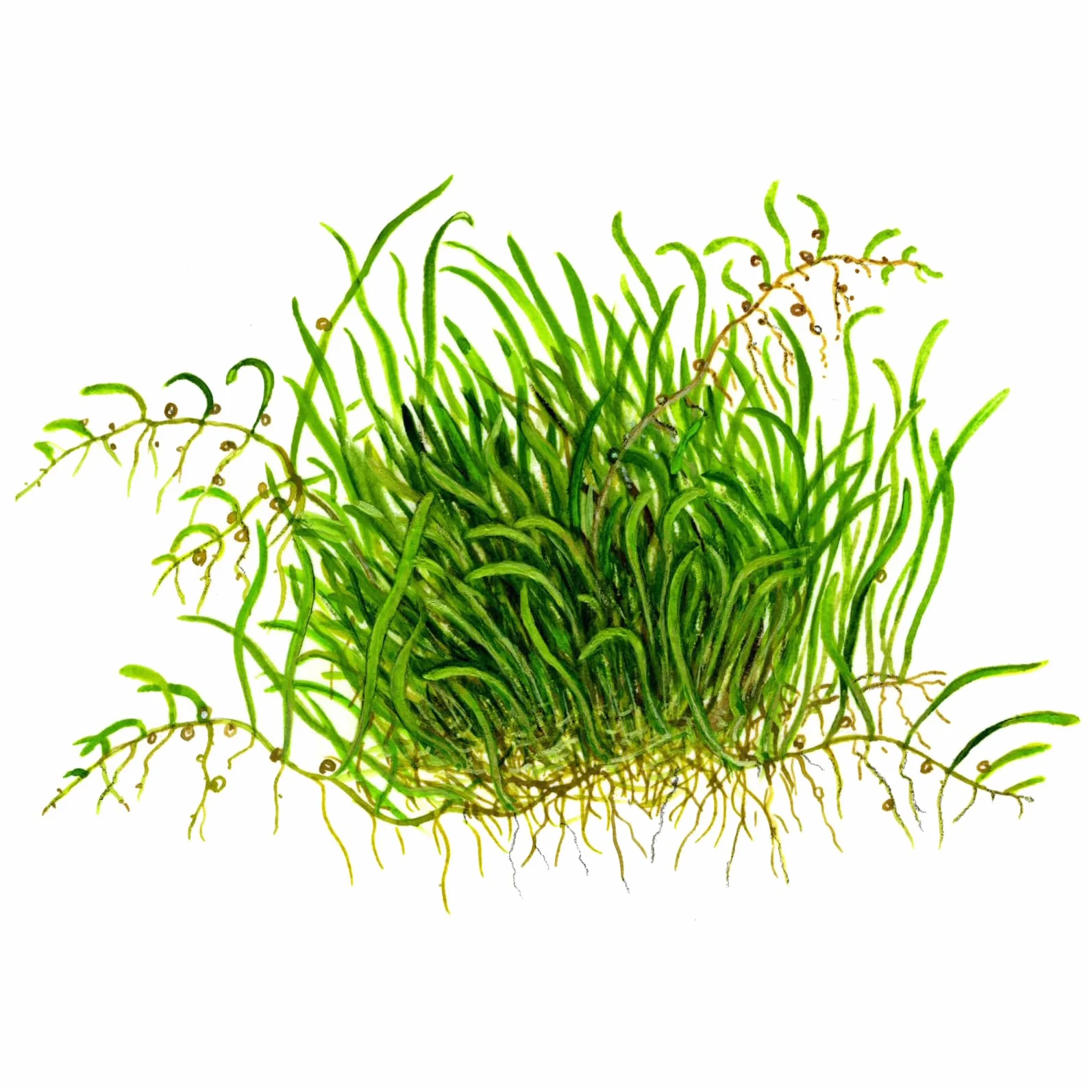 Tropica 1-2-GROW! Utricularia graminifolia - In-Vitro Aquariumpflanze