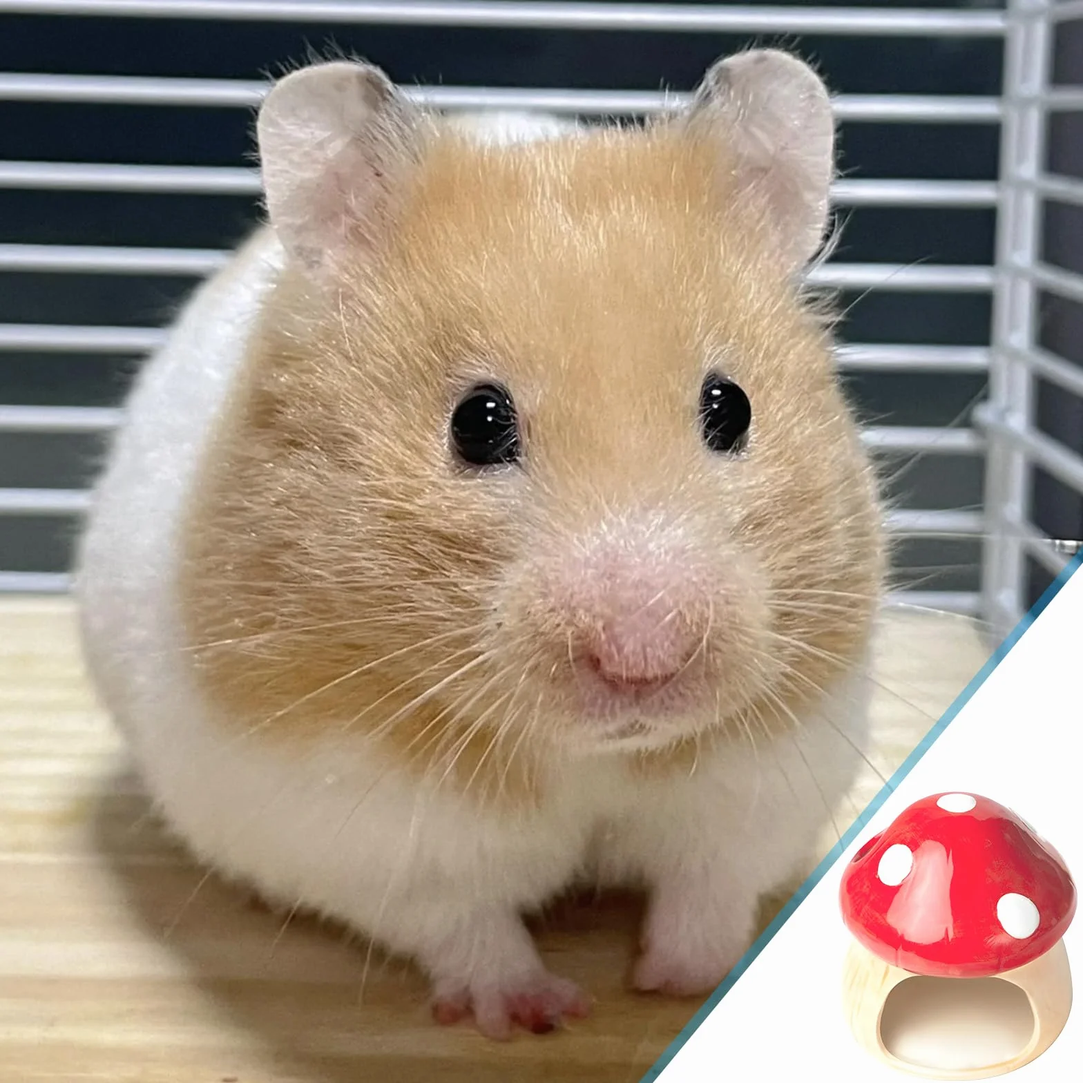 Maison en céramique pour hamster : cachette durable pour hamster, hamster et tunnel pour jouets dentaires en forme de champignon, grandes entrées pour gerbilles, souris, chinchillas (rouge)