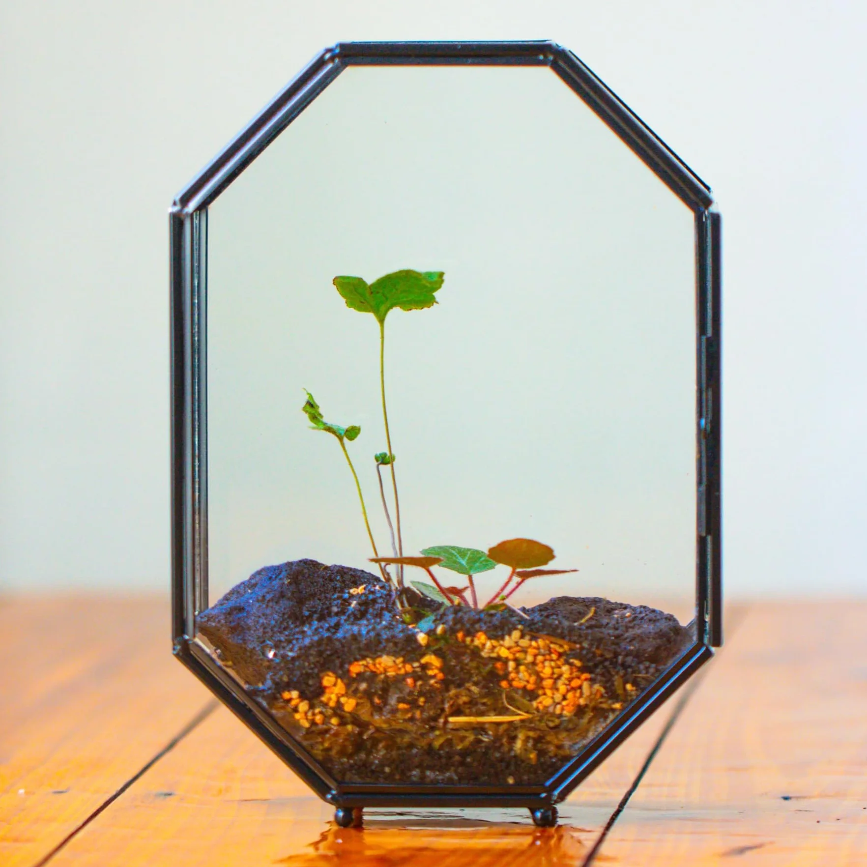 Terrarium en Verre Octogonale 15,8x8x22,1 cm avec Maille et Porte pour Araignées Insectes Petites Plantes