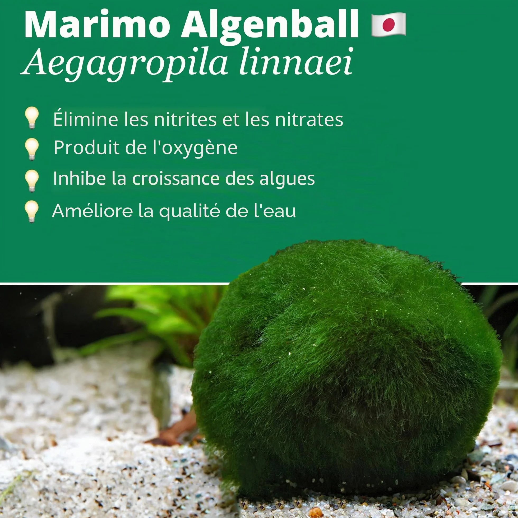 Aegagrophila linnaei Lot de 3 boules de mousse 3 cm filtre bio aquarium