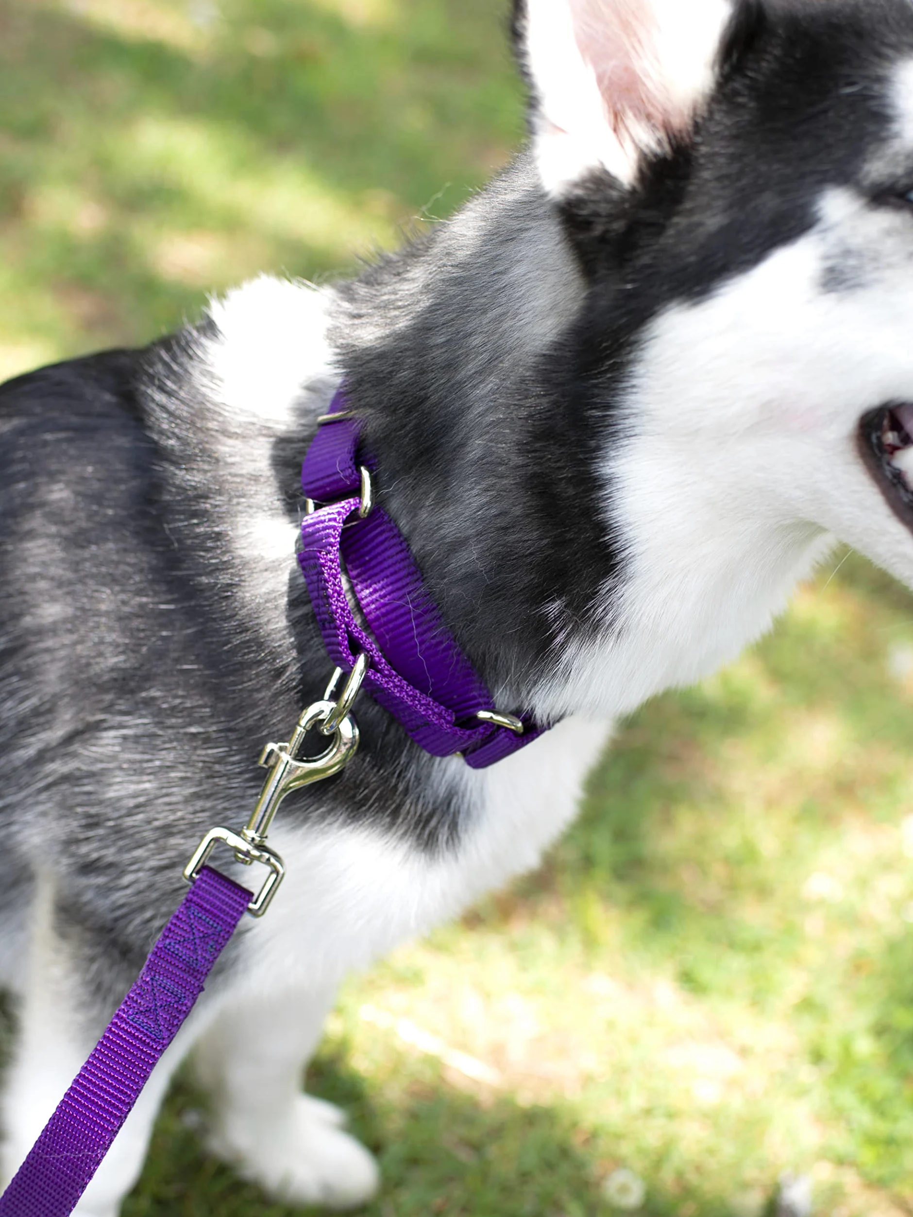 Country Brook Petz - Laisse en nylon pour chien - Robuste, durable, style traditionnel avec mousqueton facile à utiliser - Plus de 25 couleurs (2,5 cm de large, 1,8 m, violet)