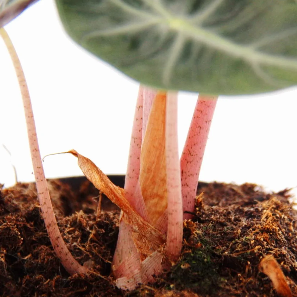 exotenherz Alocasia Baginda Pink Dragon - Racine tropicale - Alocasie - Feuille de flèche - Pot de 11 cm